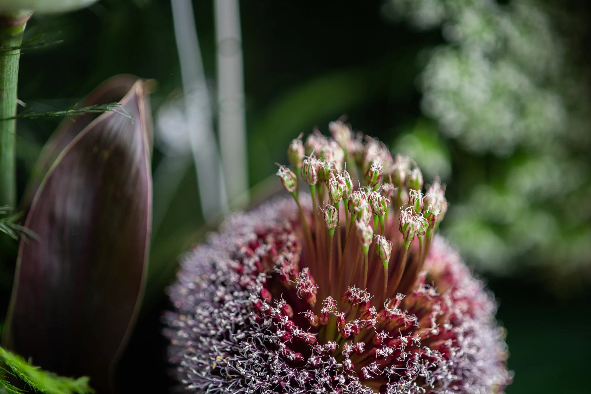ExecFlorals-closeups-14.jpg