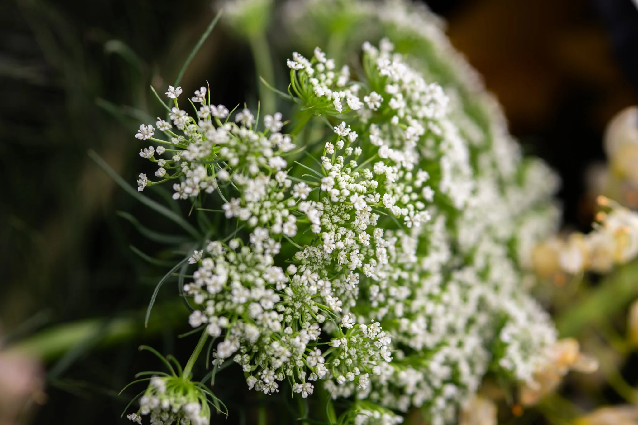 ExecFlorals-closeups-15.jpg