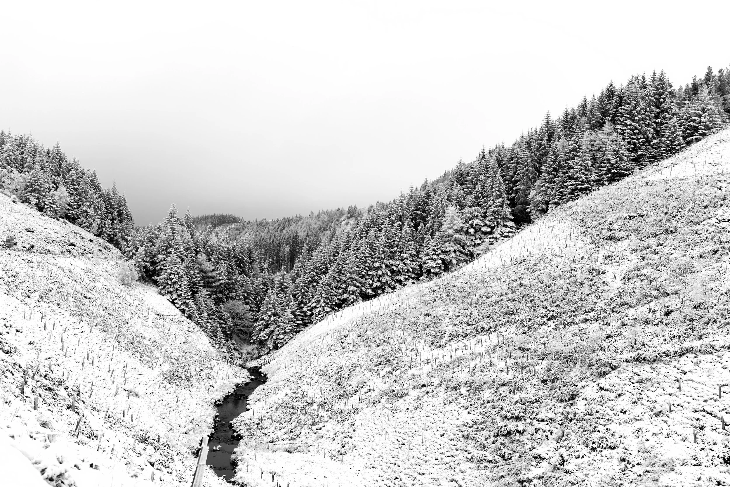 LS Winter Forest.jpg