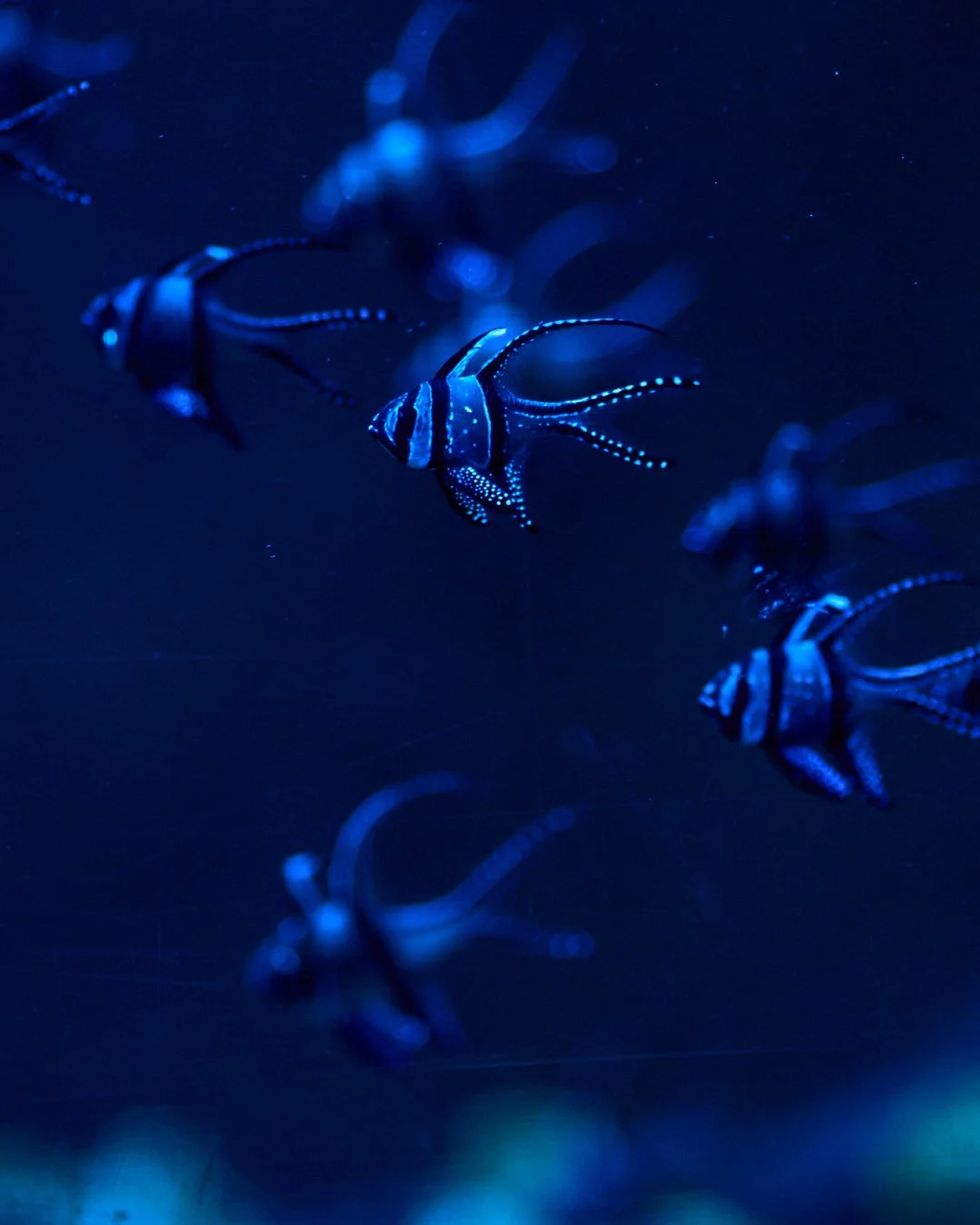 LS Blue Planet 6.jpg
