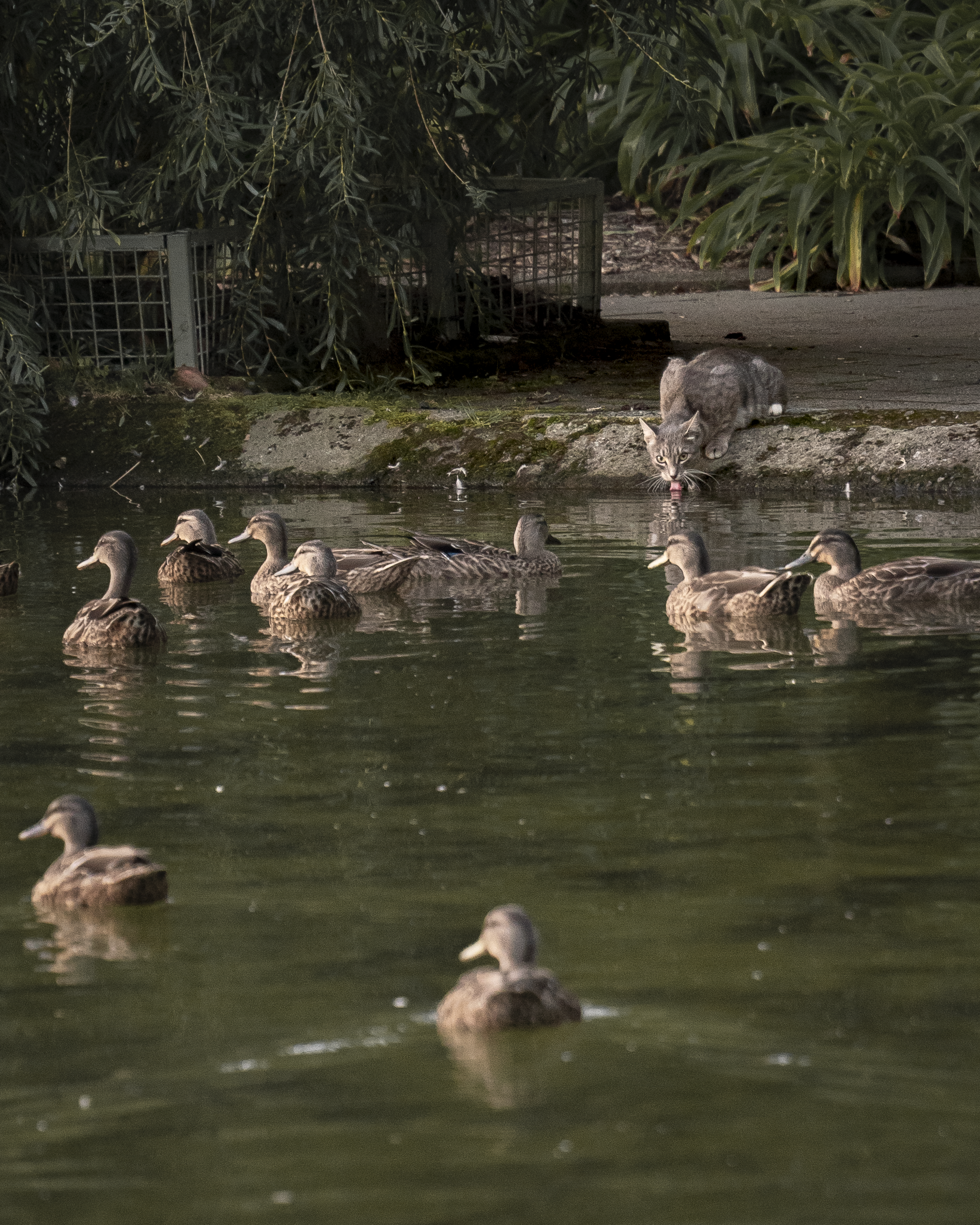 An example of Slice of Life Photography of a cat sipping from The Esplanade duck pond in Palmerston North