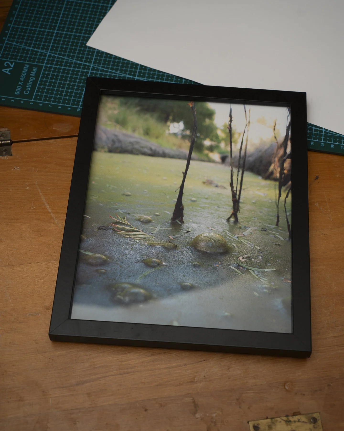 Photographic framed print of colourful bubbles in a swamp in Palmerston North