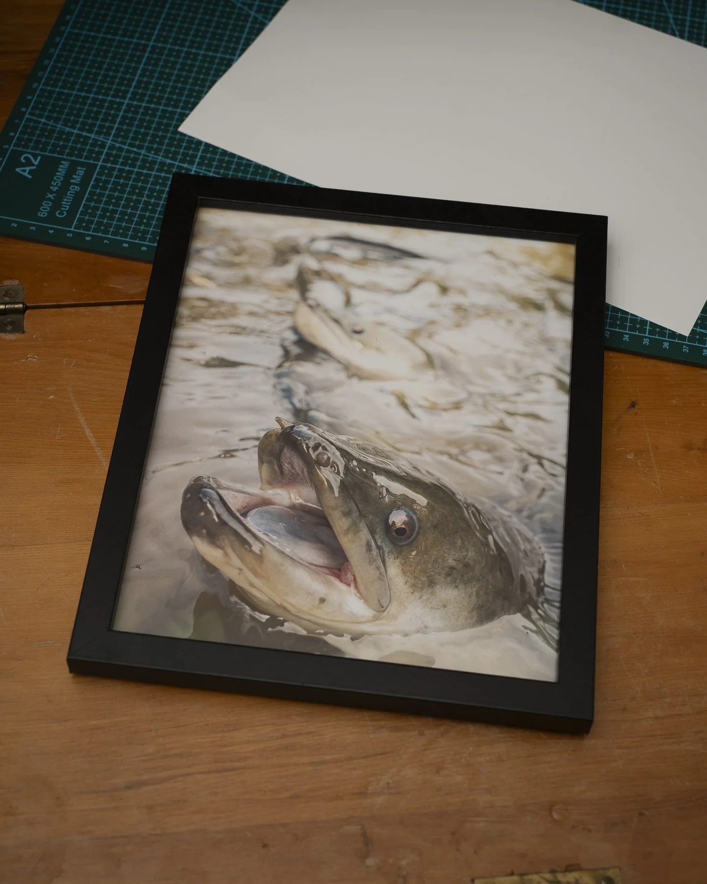 Photographic framed print of an Eel with its mouth open