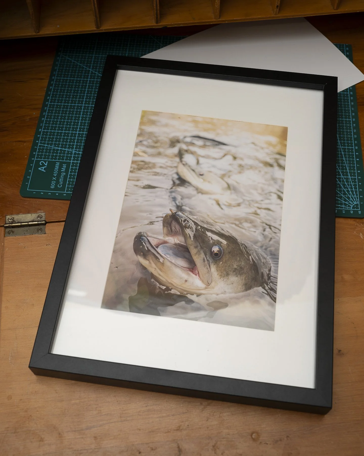 Photographic framed print of an Eel with its mouth open