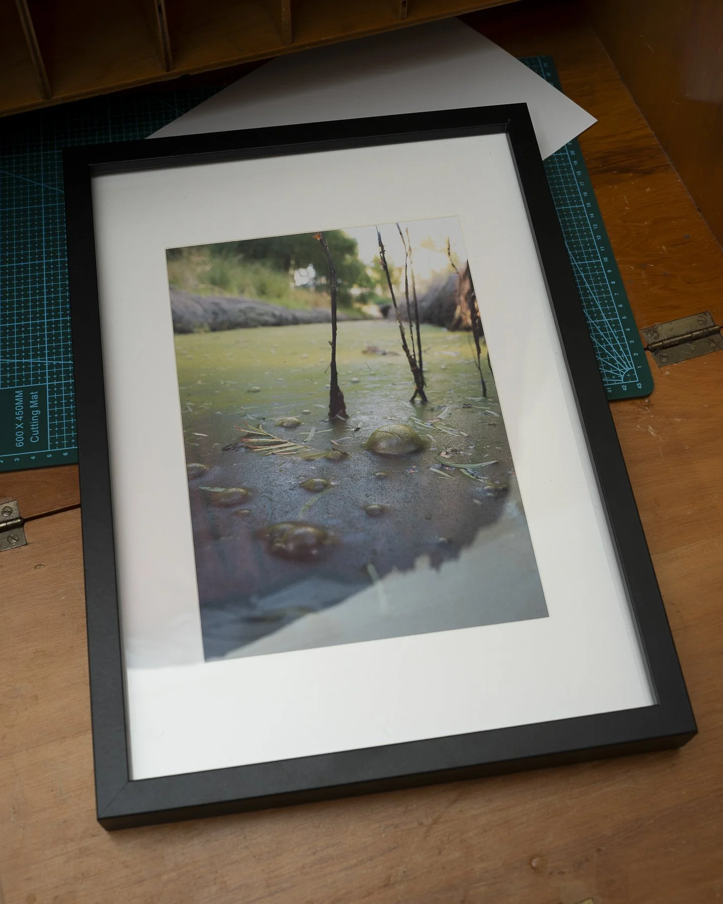 Photographic framed print of colourful bubbles in a swamp in Palmerston North