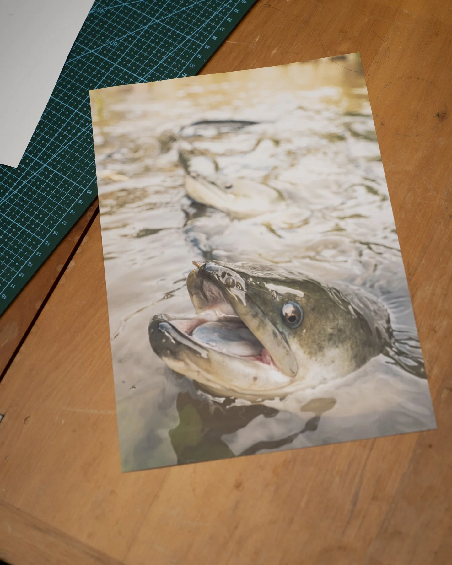 Photographic print of an Eel with its mouth open