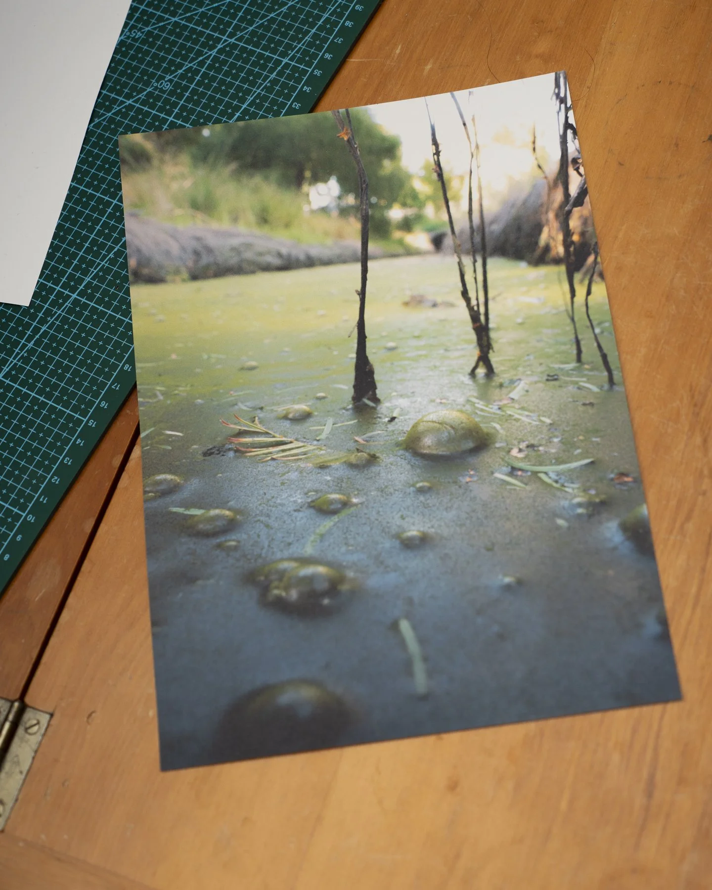 Photographic print of colourful bubbles in a swamp in Palmerston North