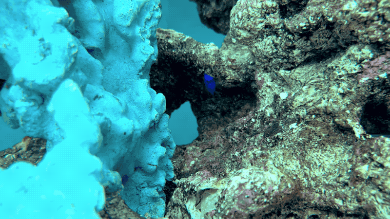 JAPAN23GIF-007.gif