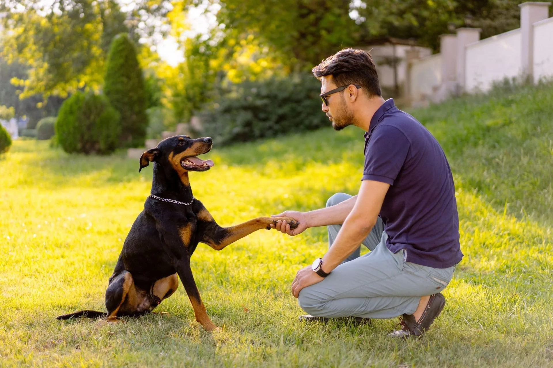 A man with sunglasses kneeling on grass, shaking hands with a sitting Rottweiler dog. The scene is outdoors on a sunny day with trees and a white fence in the background.