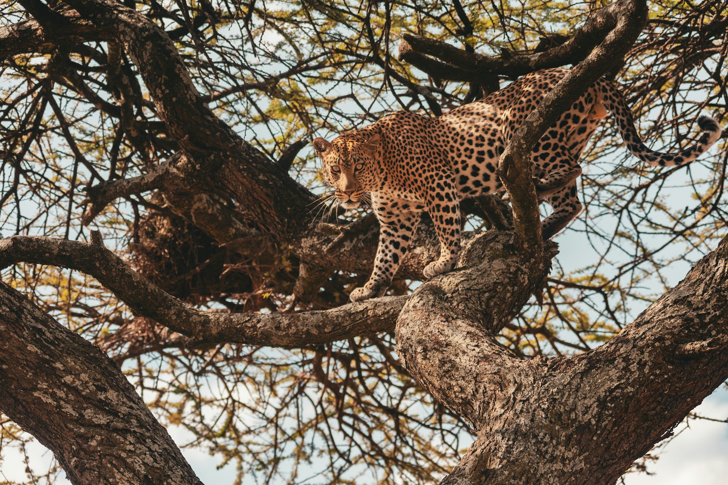 A leopard perched on a tree branch among the branches and leaves.