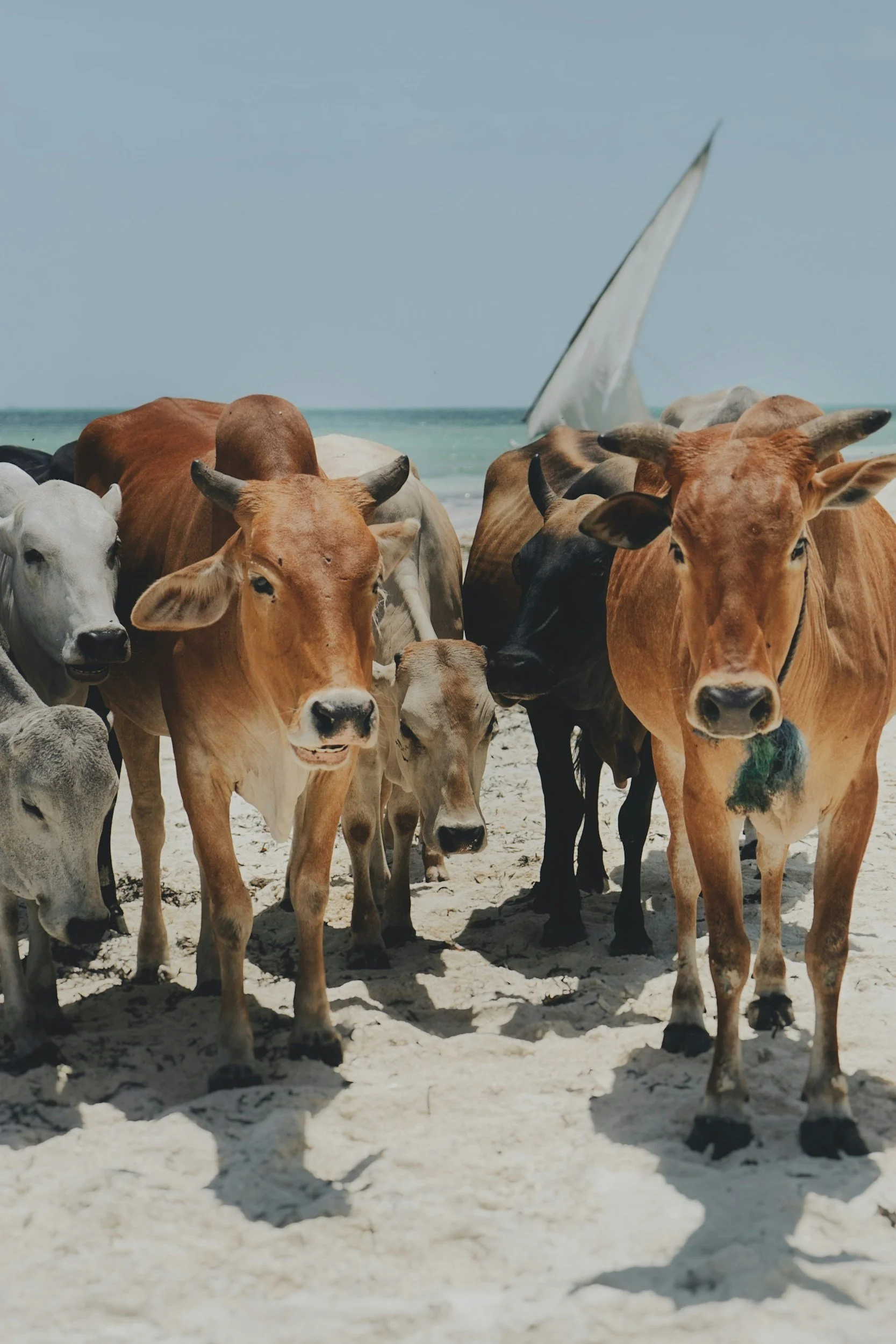 A group of cows standing on a sandy beach with the ocean and a sailboat in the background.