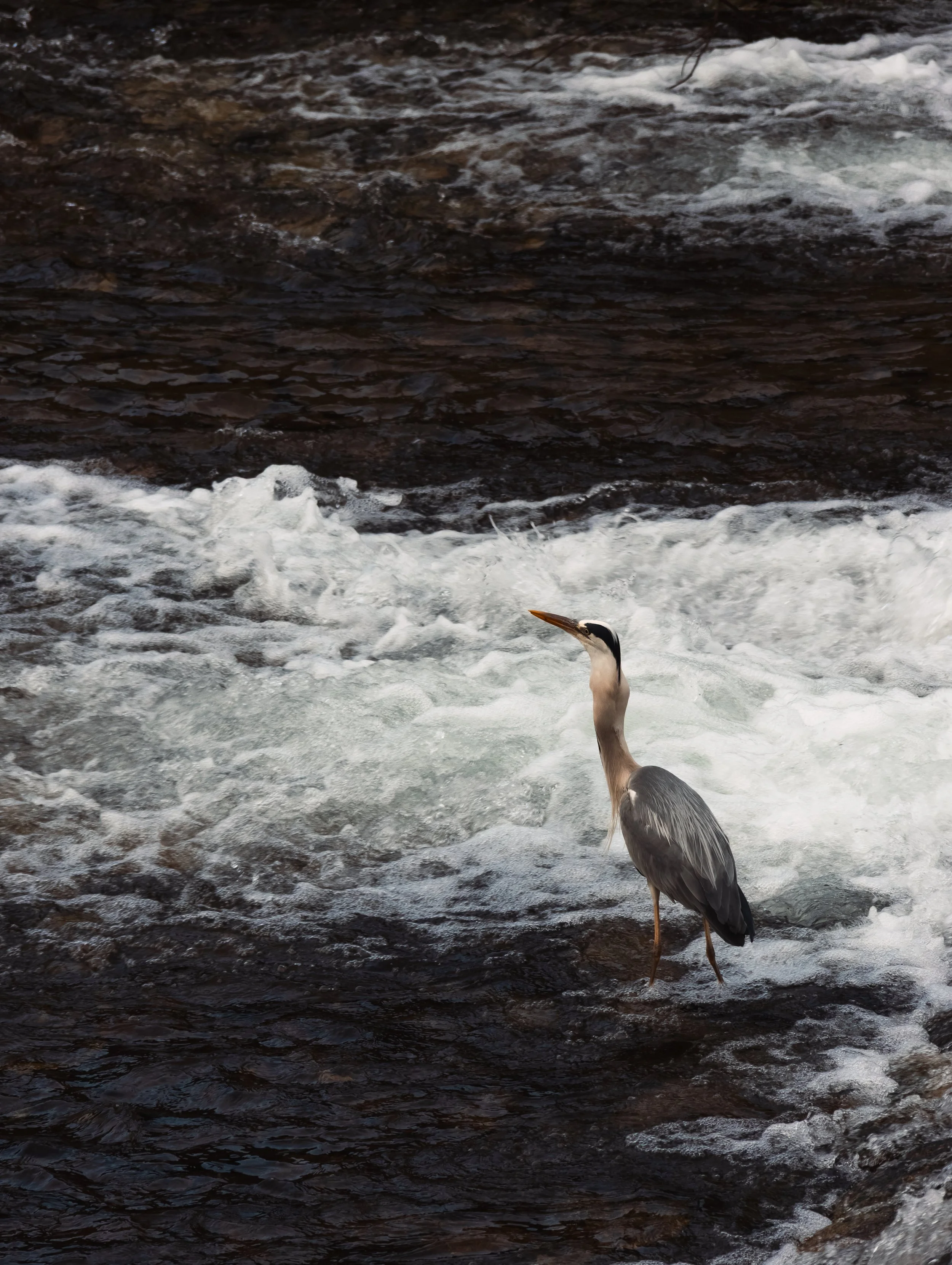 A heron standing quietly along a riverbank in Japan, reflecting the careful detail and precision of Hayah Reserve's journey refinement process.