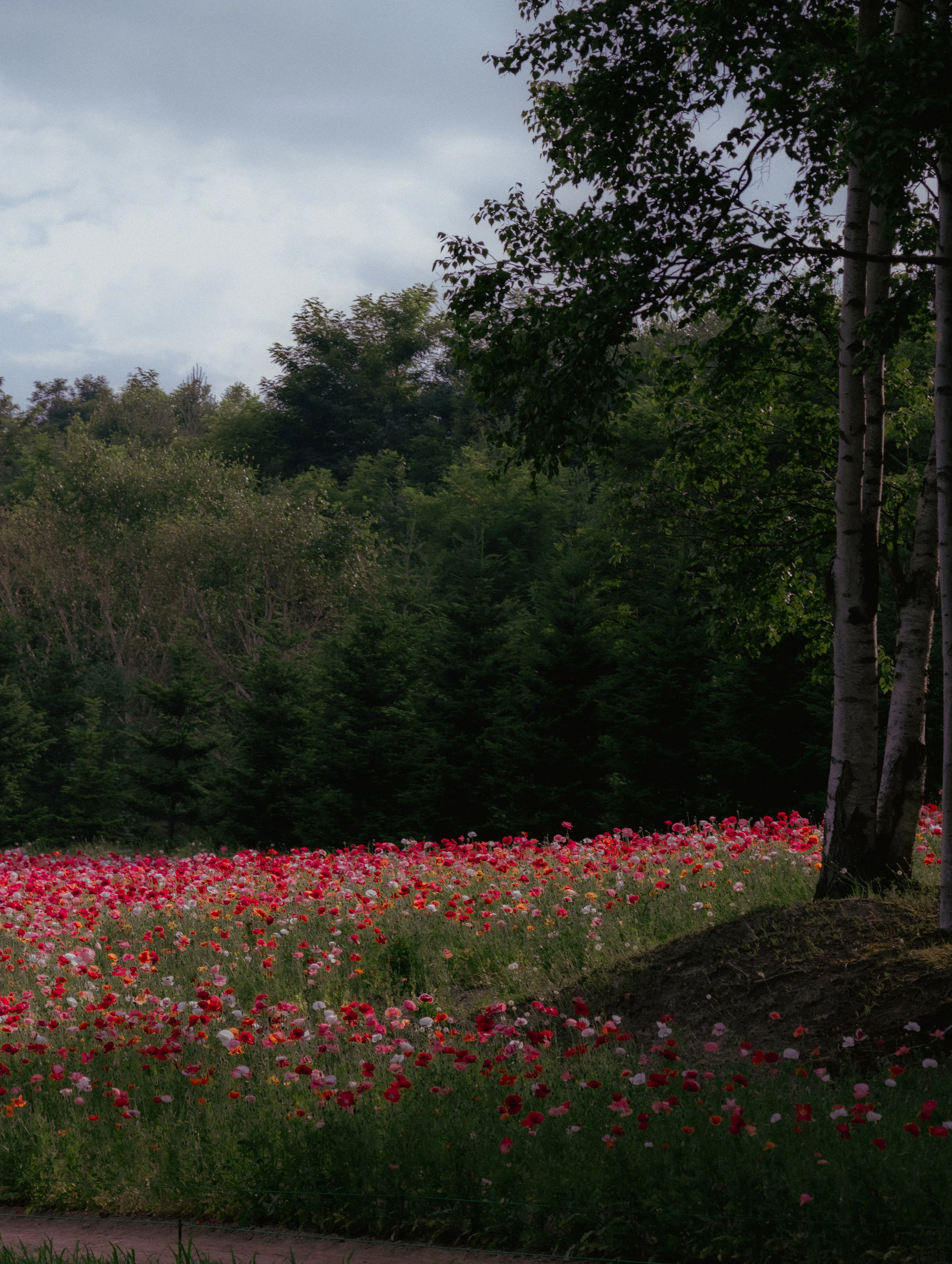 A blooming field of colorful pink, red, and white flowers surrounded by lush greenery in Furano, Hokkaido, Japan.