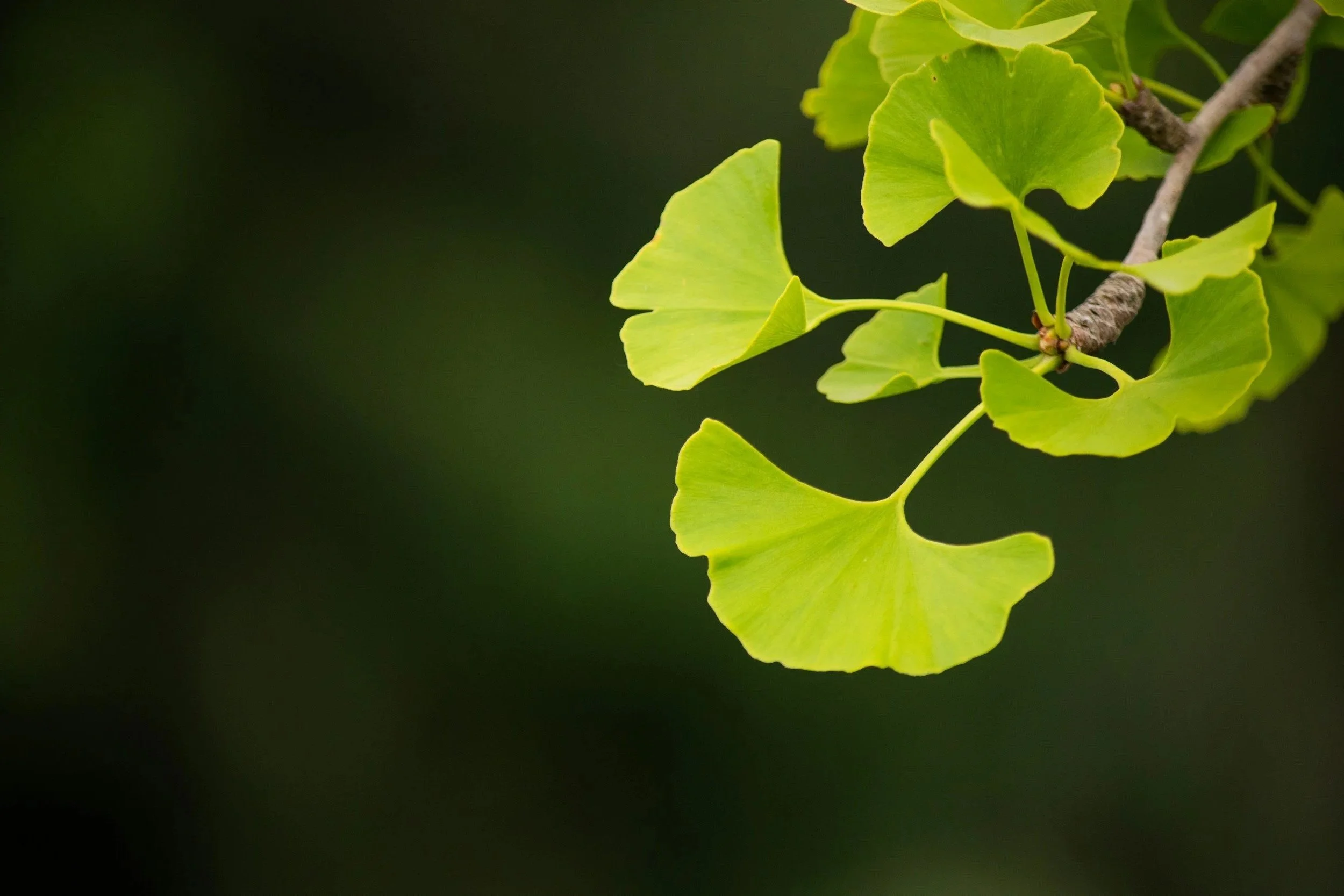 Green ginkgo leaves