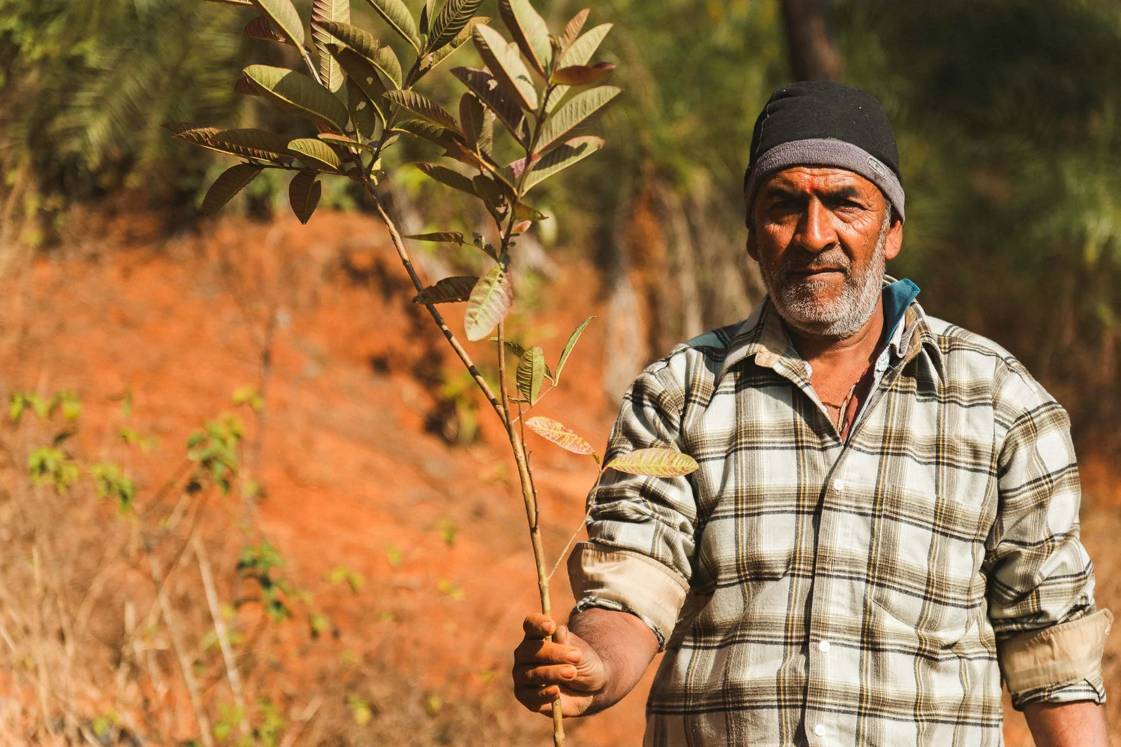 Organic farming and fruit orchard in Sundarijal Nepal