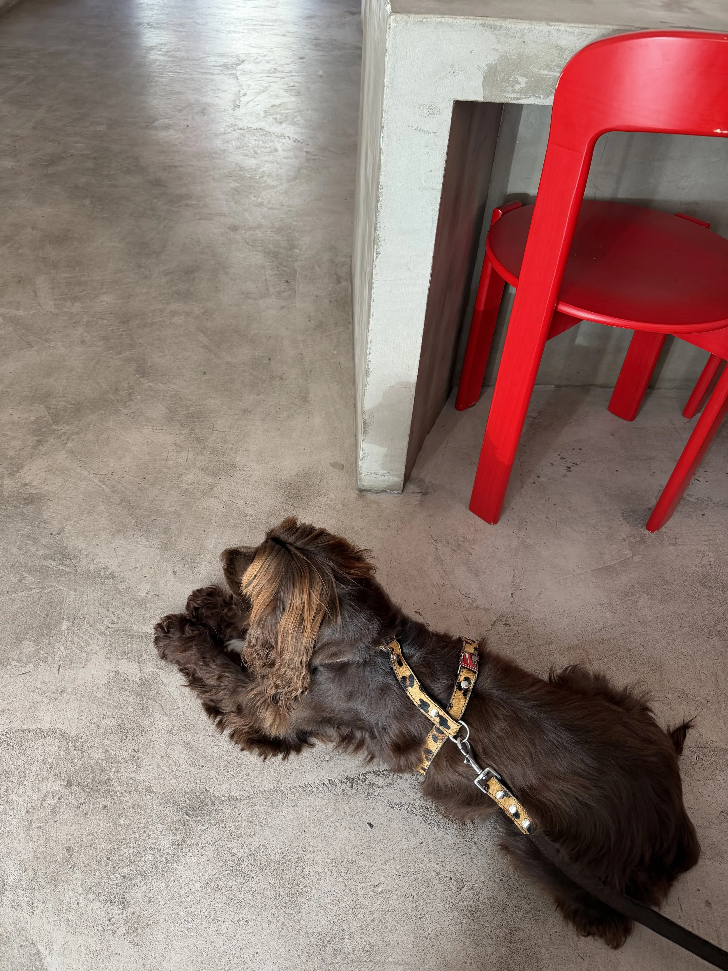 A long-haired spaniel dog wearing a leopard leather harness lying on a polished concrete floor near a red chair and a wall.