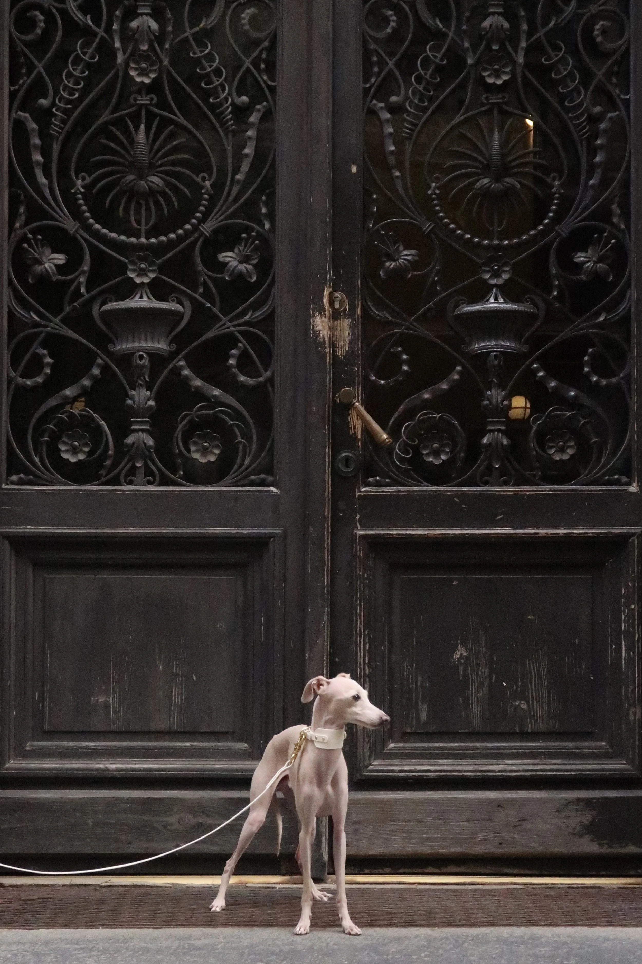 A tall, slim, light-colored Italian greyhound with a white sidehound collar stands in front of large black double doors with ornate ironwork. The dog is looking off to the side, and the photograph is taken from a low angle.