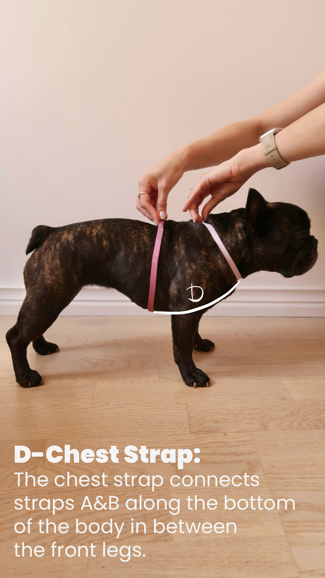 A person attaching a pink chest strap around a French Bulldog's chest. The person’s hands are holding the strap, and a light-colored watch and rings are visible on their hands. The dog is standing on a wooden floor against a plain light-colored wall.
