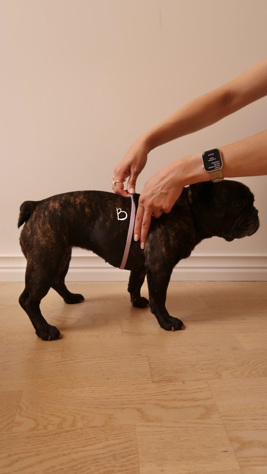 A person is measuring a small brindle French Bulldog's waist with a pink measuring tape. The person is wearing a smartwatch and has rings on their fingers. The dog stands on a wooden floor against a plain wall.