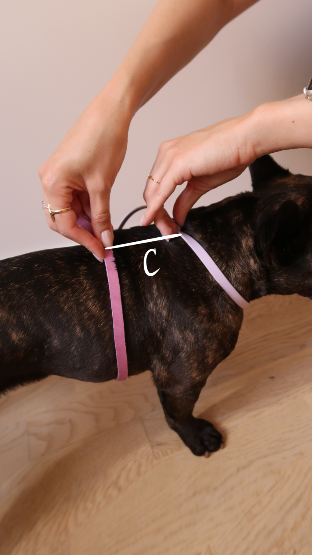 A person using a measuring tape to measure the width of a dog's chest, with the tape labeled as 'C', on a wooden floor.