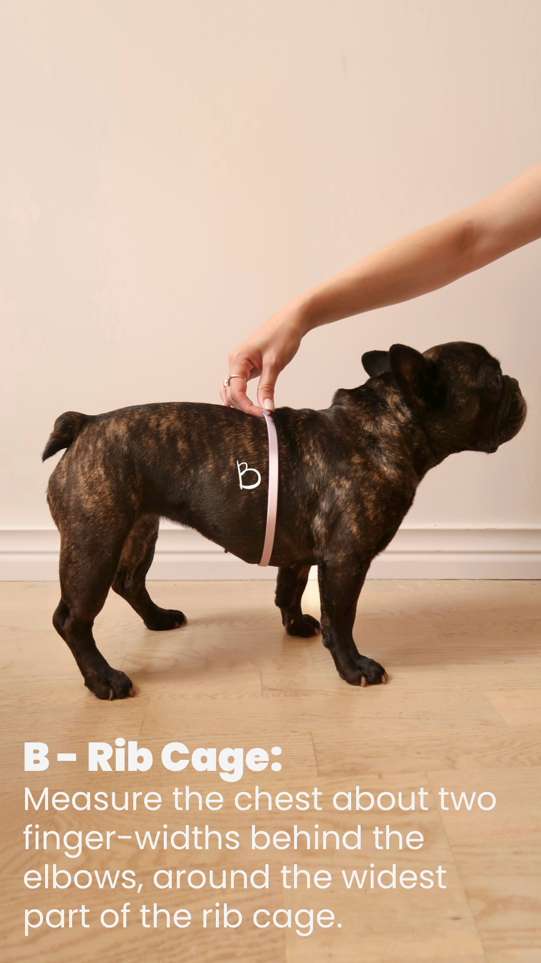 A French Bulldog standing on a wooden floor, measuring a pink rib cage around its chest with a person’s hand. The text overlay explains how to measure the chest for a rib cage measurement.