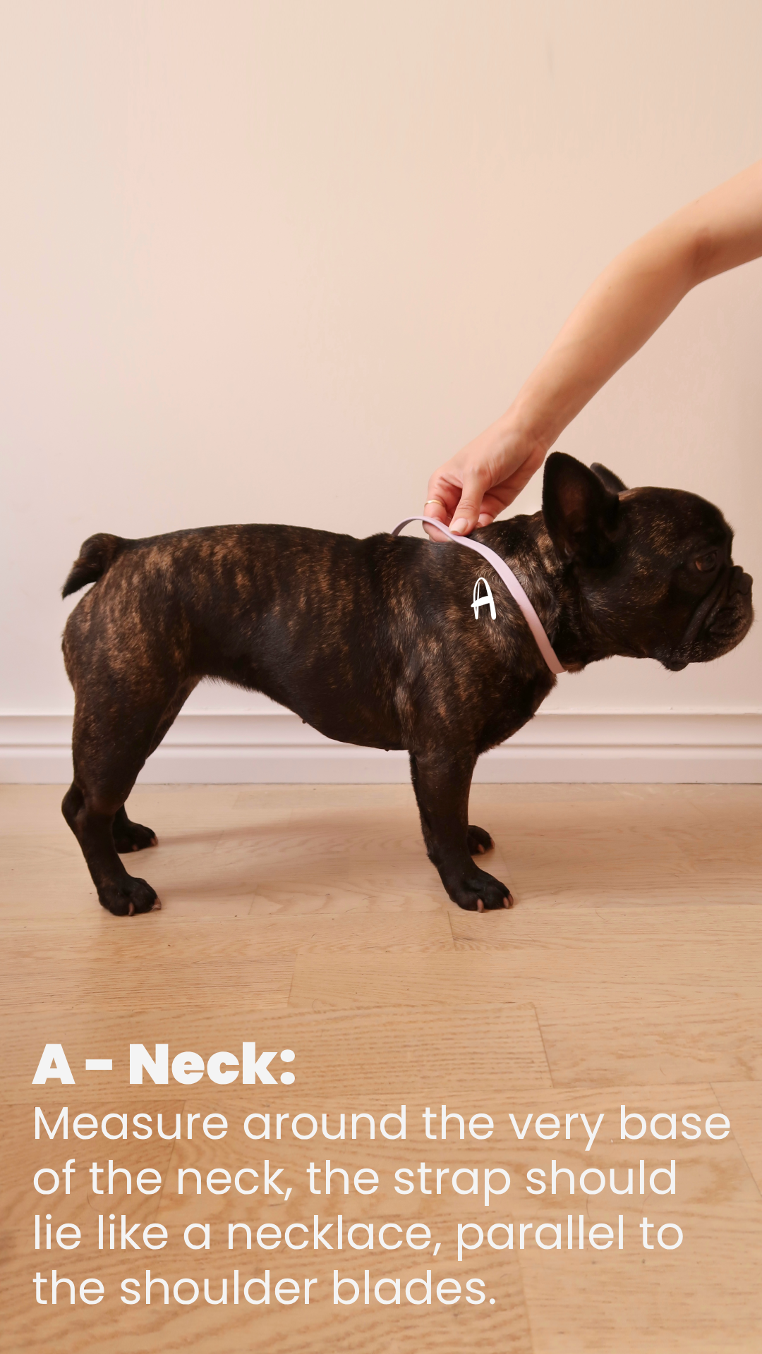 A small brindle French Bulldog standing on a wooden floor, with a person measuring its neck with a pink strap. The person is holding the strap around the dog's neck, which is marked with an 'A'. The background is a plain white wall.