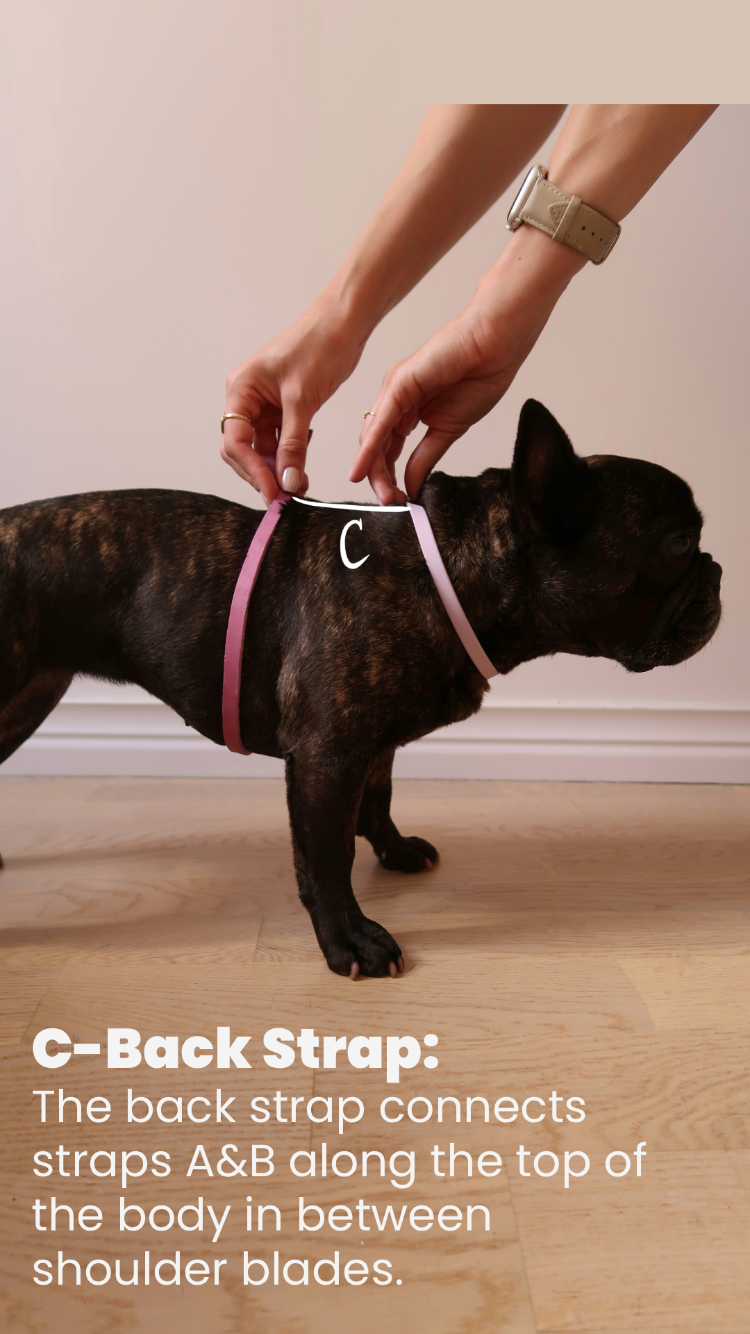 A small black French Bulldog with a pink back strap, held by a person with a beige watch, standing on a wooden floor against a neutral background, demonstrating the connection of the back strap along the top of the dog in between shoulder blades.