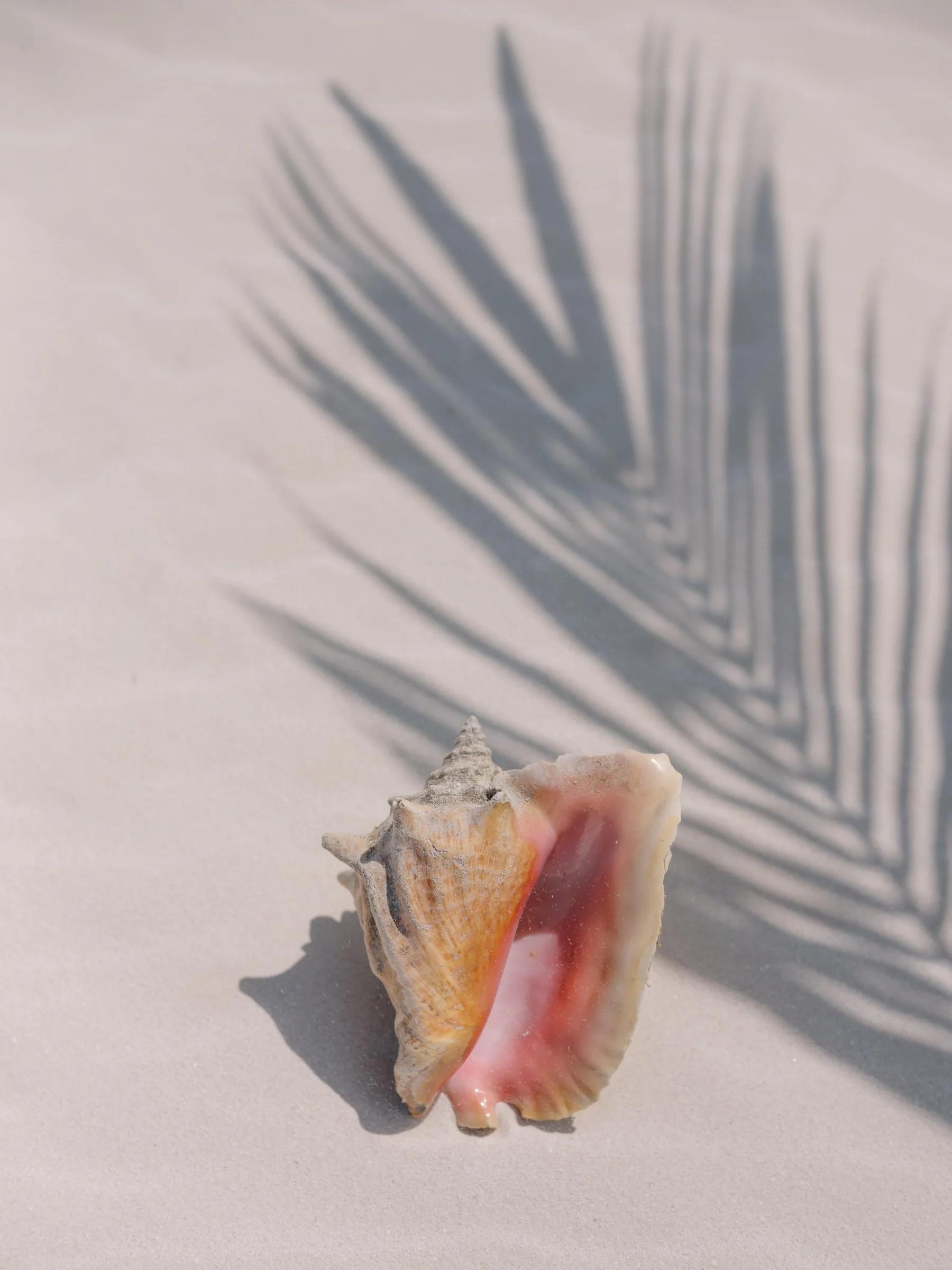 A seashell with pointed spines and pink and orange coloring, placed on a white surface with a shadow of a palm leaf cast on the background.