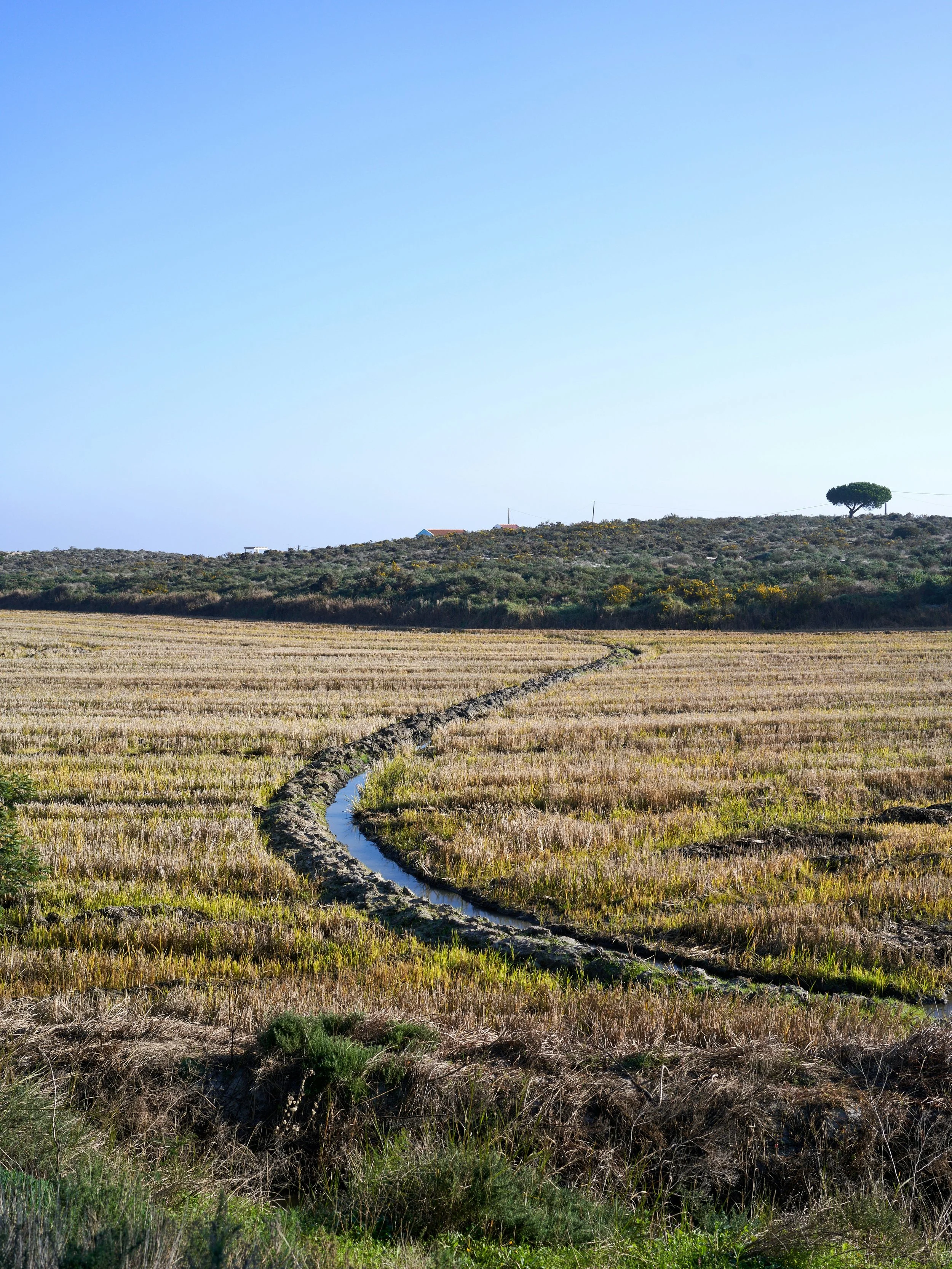 Ausschläge eines Feldes mit einer kleinen Wasserstraße, die sich durch das Getreide schlängelt, im Hintergrund Bäume auf einem Hügel und ein klarer blauer Himmel.