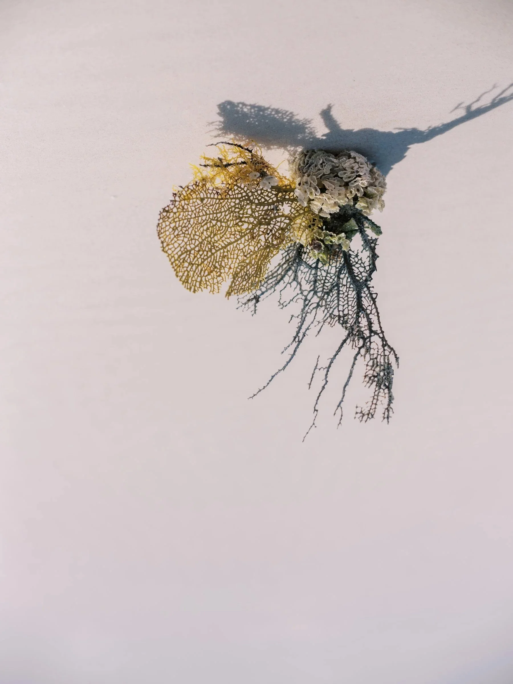 A collection of dried, intricately textured leaves and corals arranged on a white background, casting shadows.