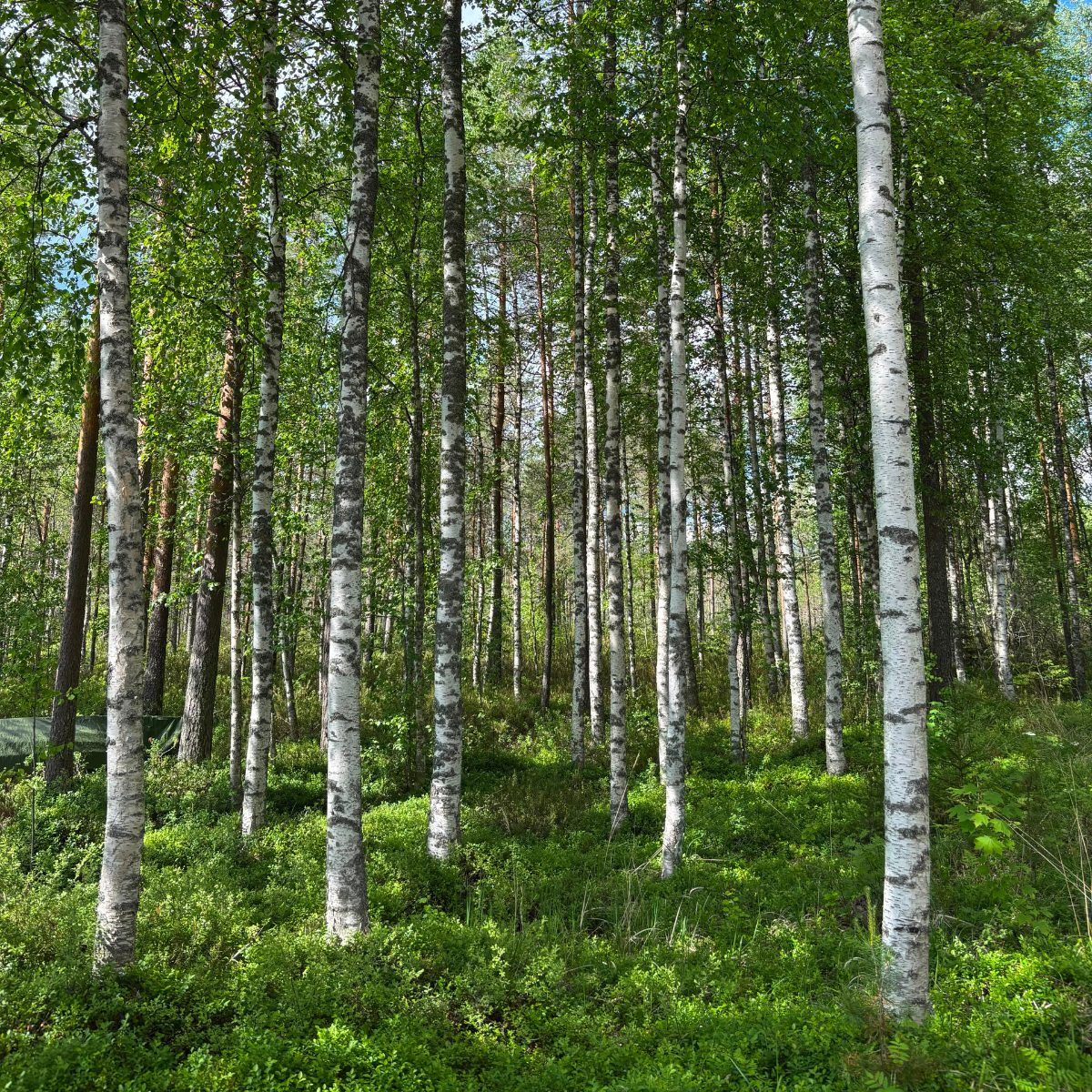 Oikealle polulle lyhytterapia paljon koivuja metsässä