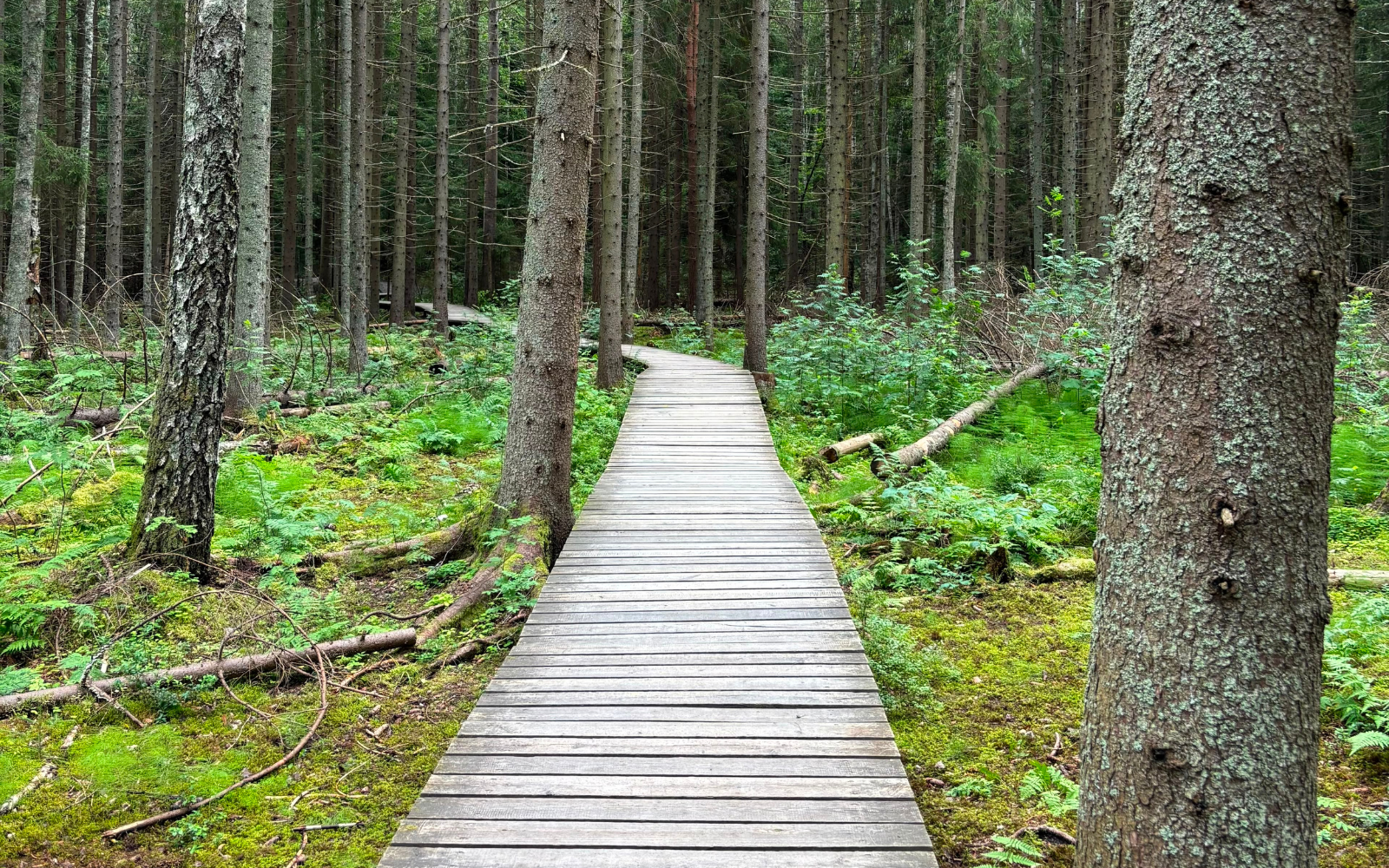 Oikealle Polulle Etusivun hero pitkospuut metsässä