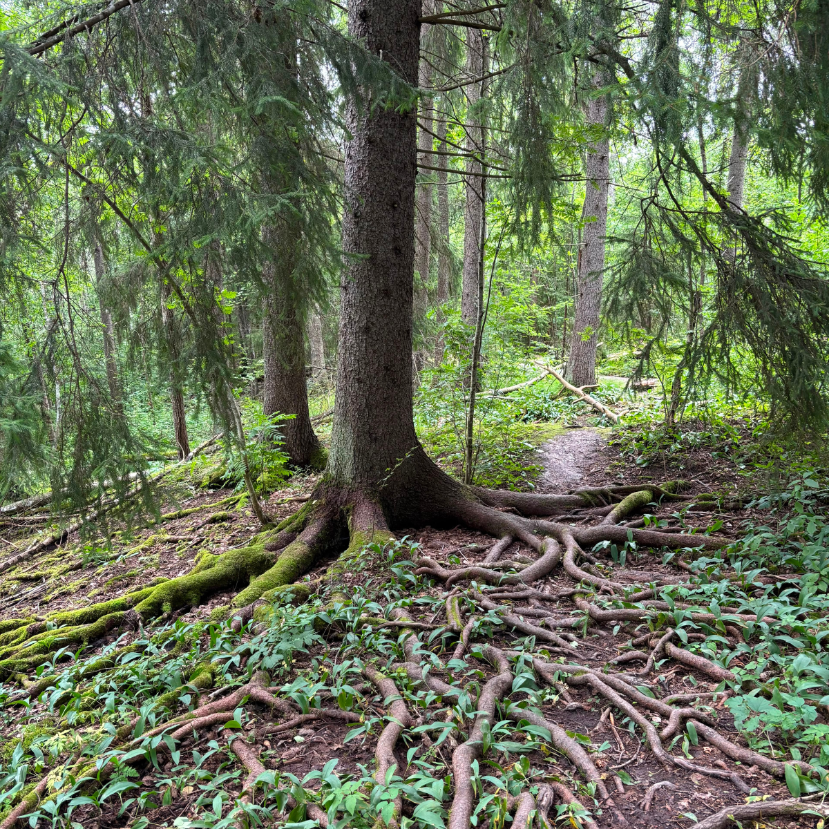 Oikealle polulle metsä, jossa on ison puun juuret