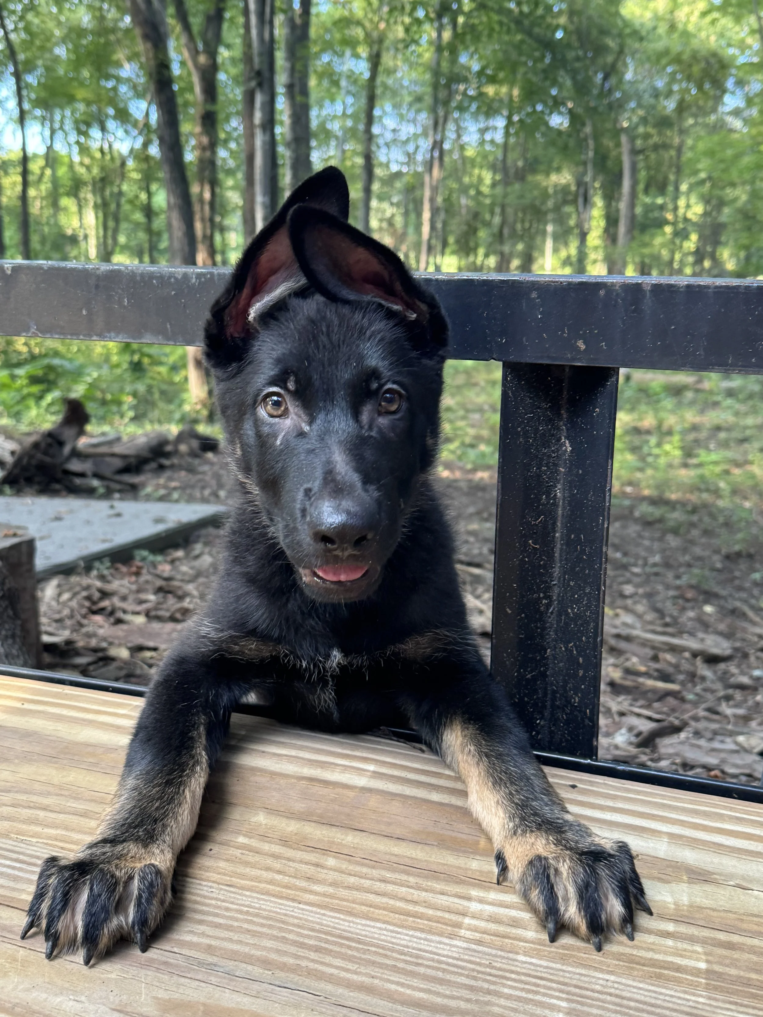 Black and tan German Shepherd puppy relaxing outdoors.”
