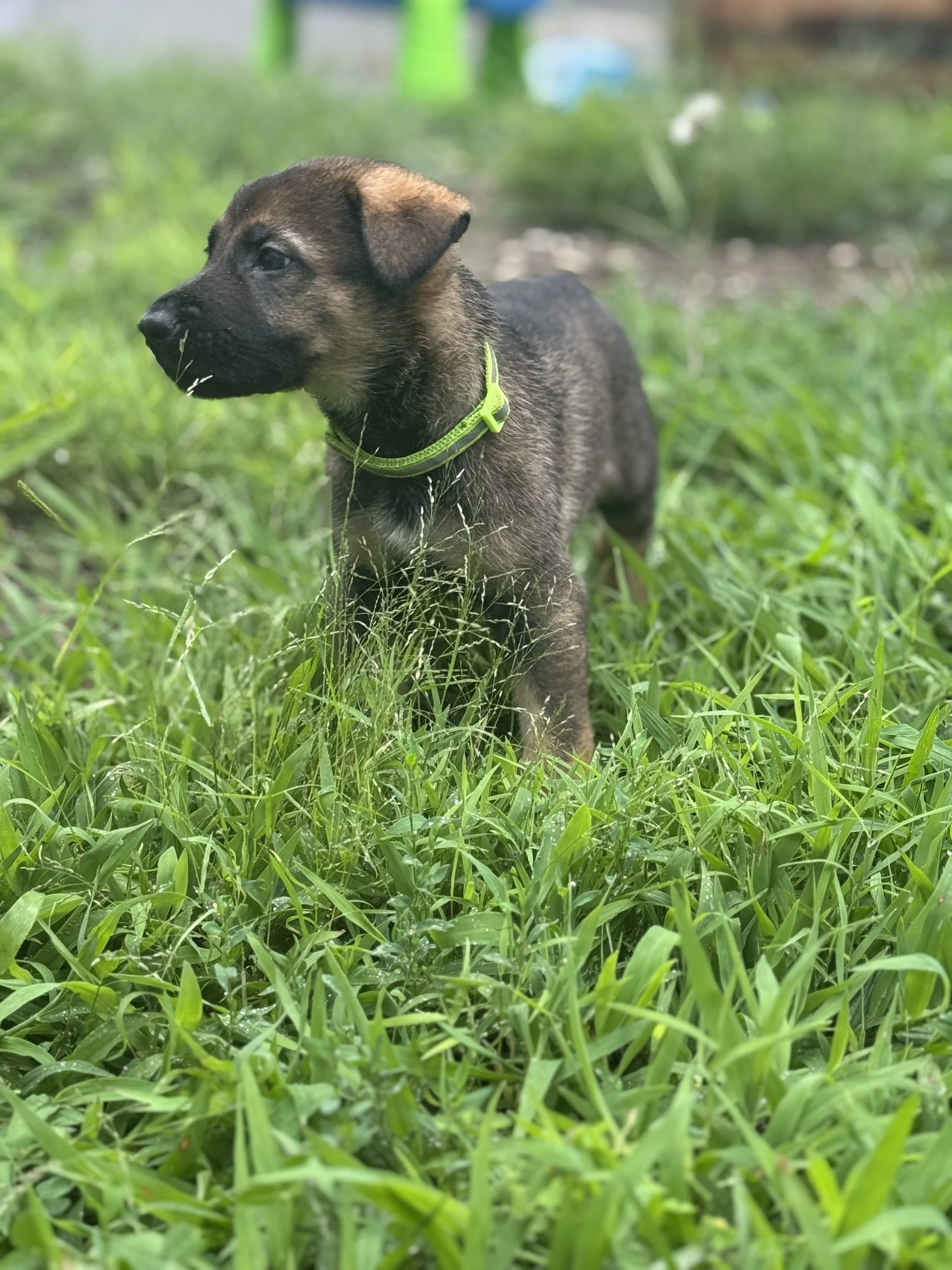 Neon Green