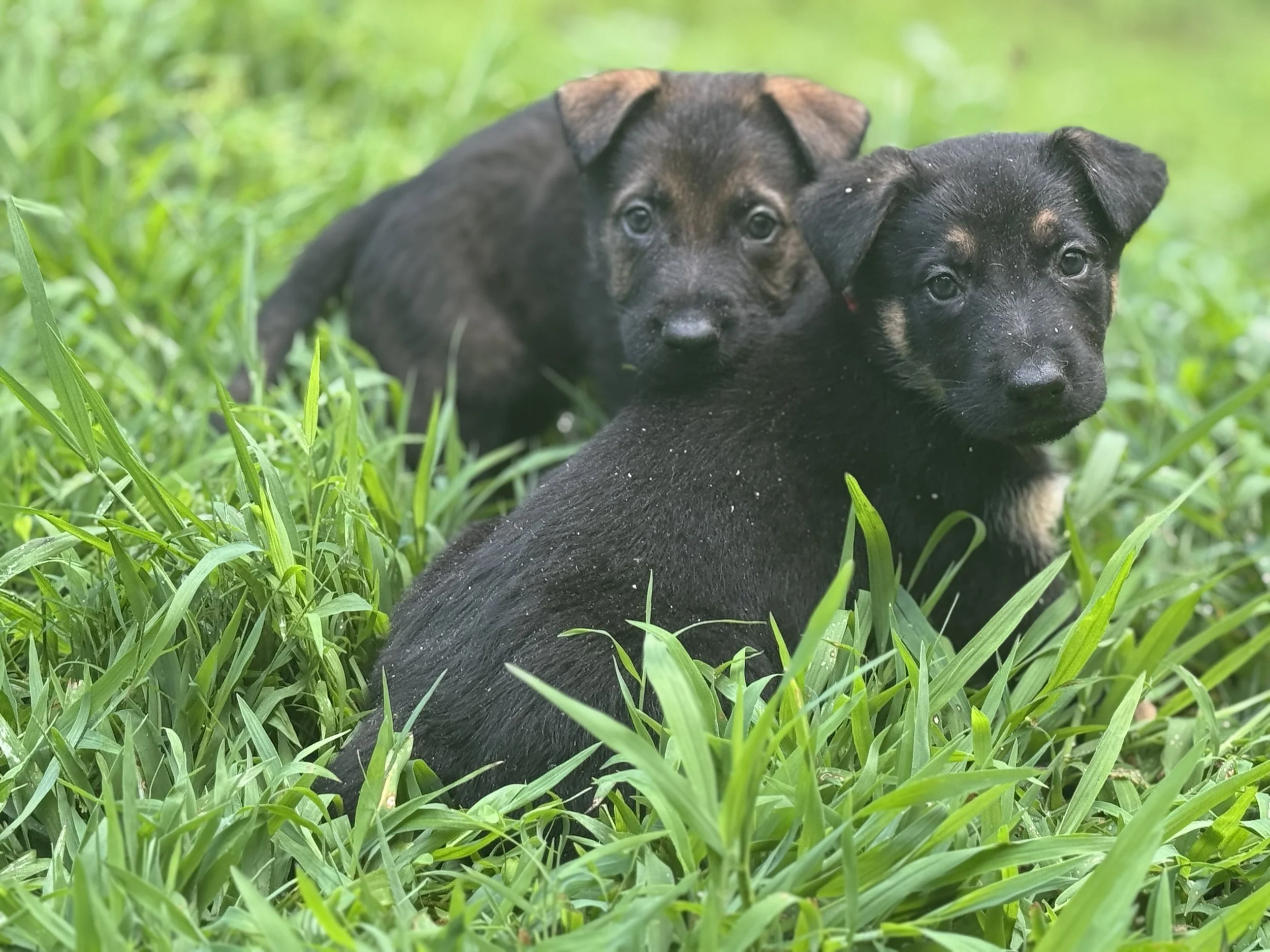 Two German Shepherd puppies relaxing together in the grass.