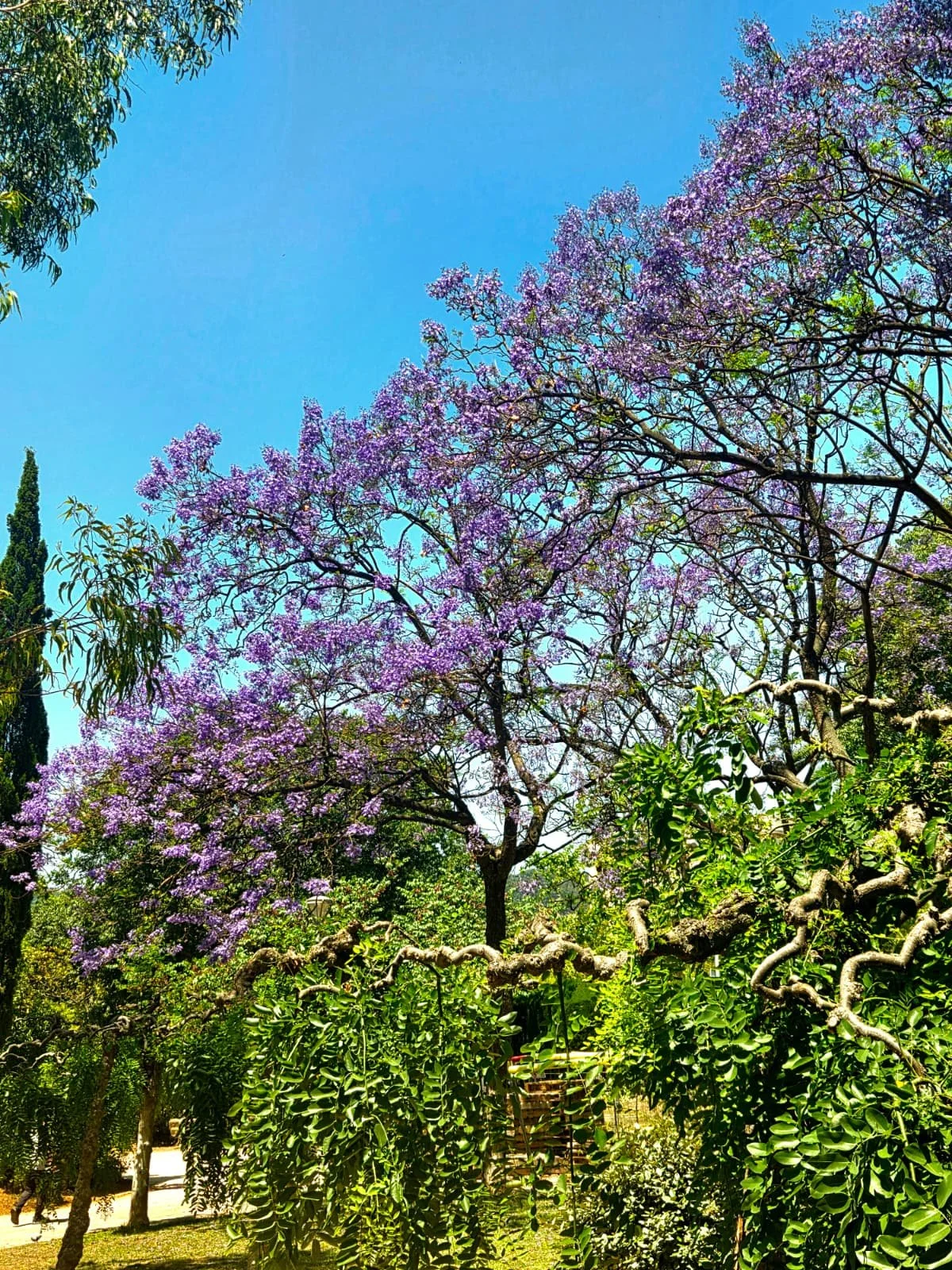 Like Nectarines, Jacarandas grow in some of my favorite places - Barcelona, Sydney, Mexico...