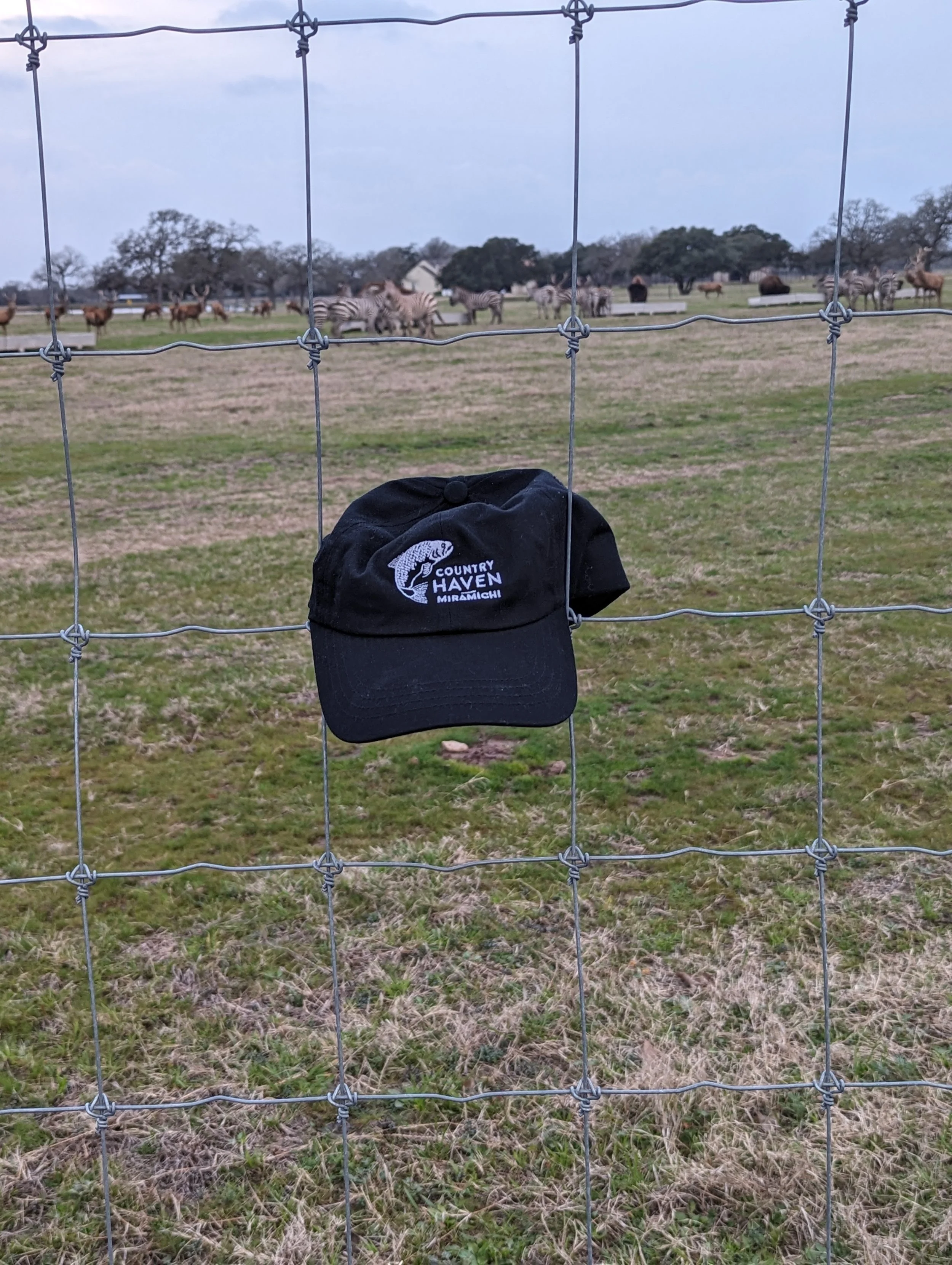 Hat sees Zebras in Texas