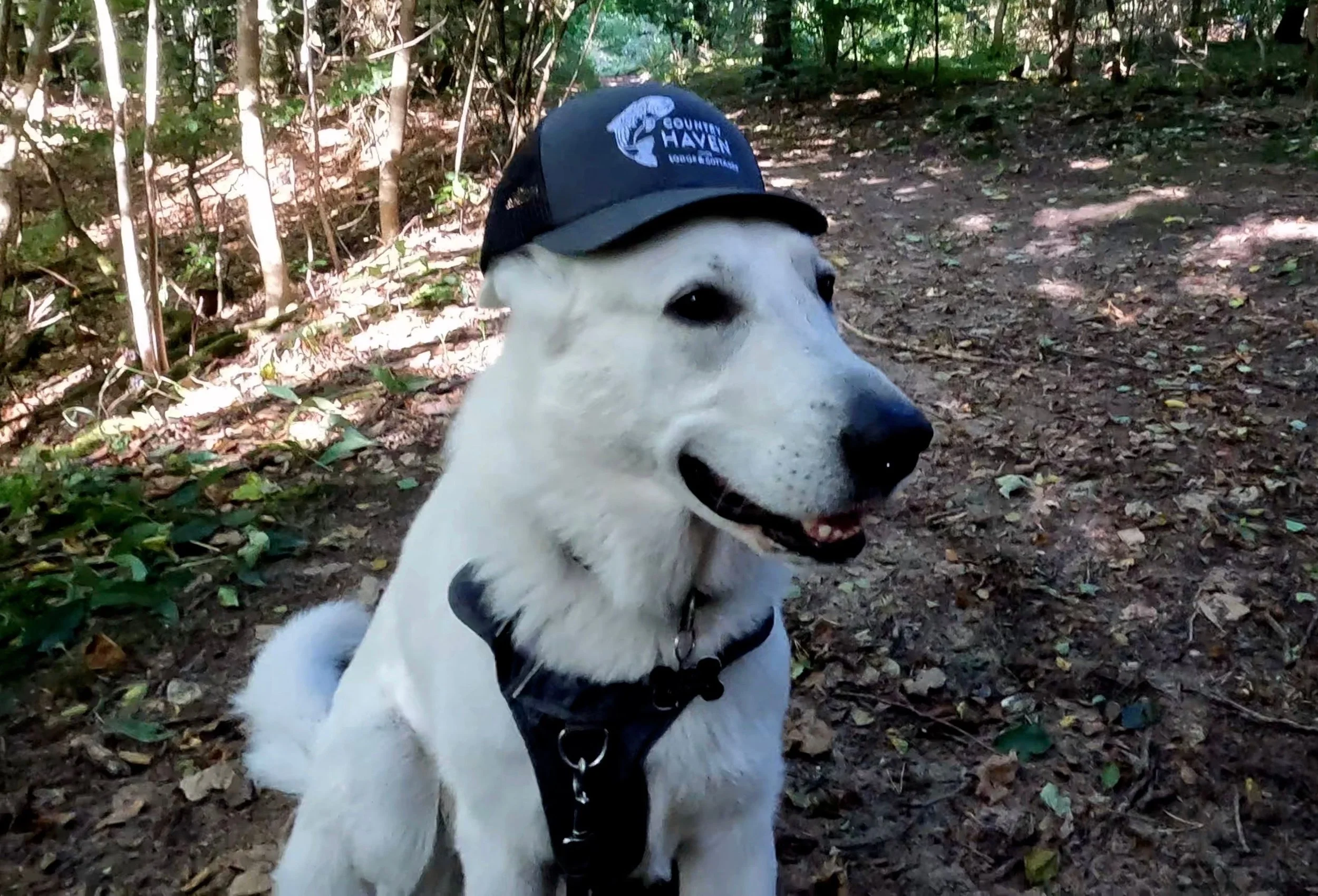Hat and Oskar get along very well in Vodskov/Rold Skov in Denmark