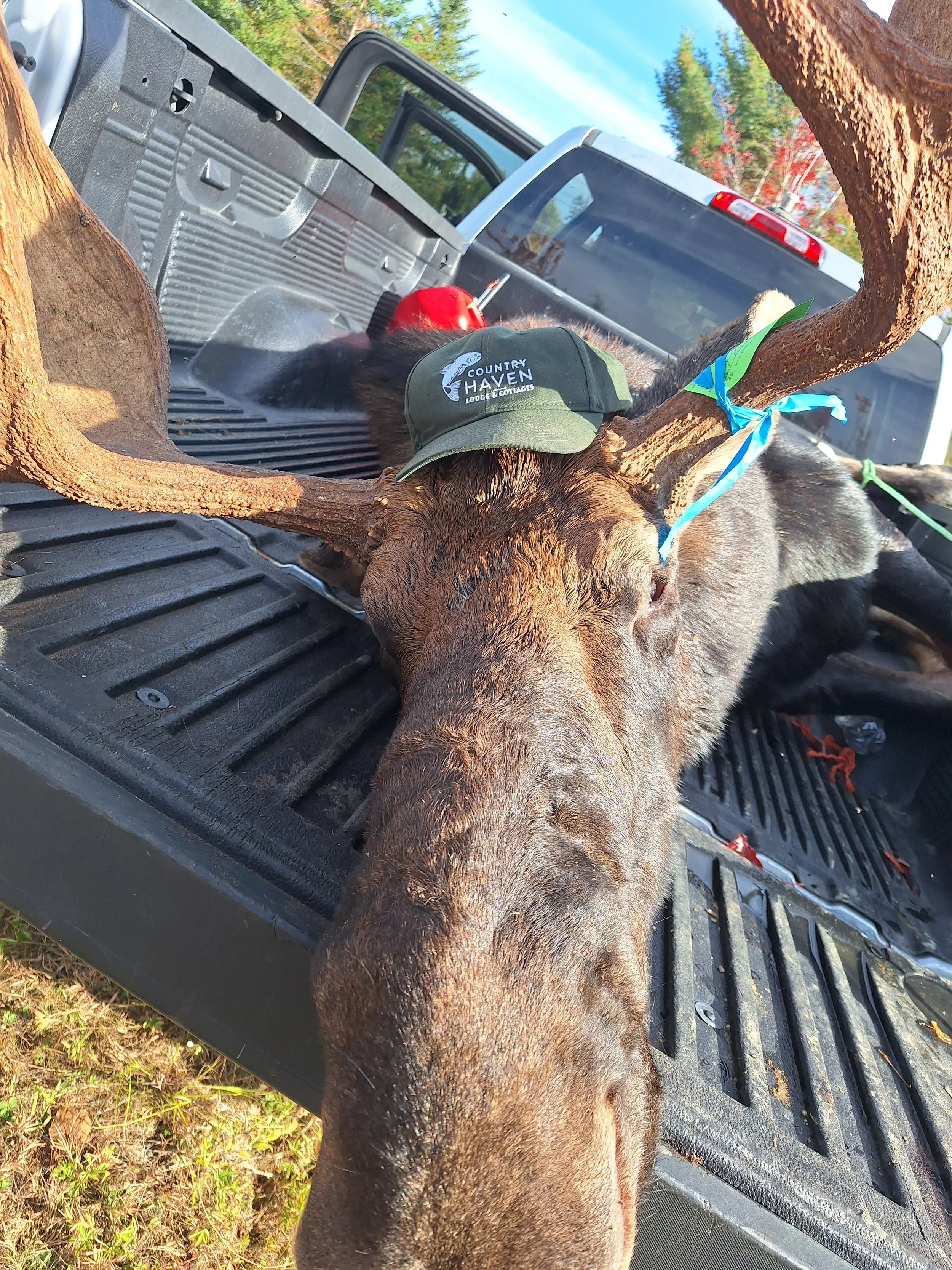 Hat with Bull Moose harvested by Jeremy and Colton Tyler. 52 inch spread and weighing 791 lbs