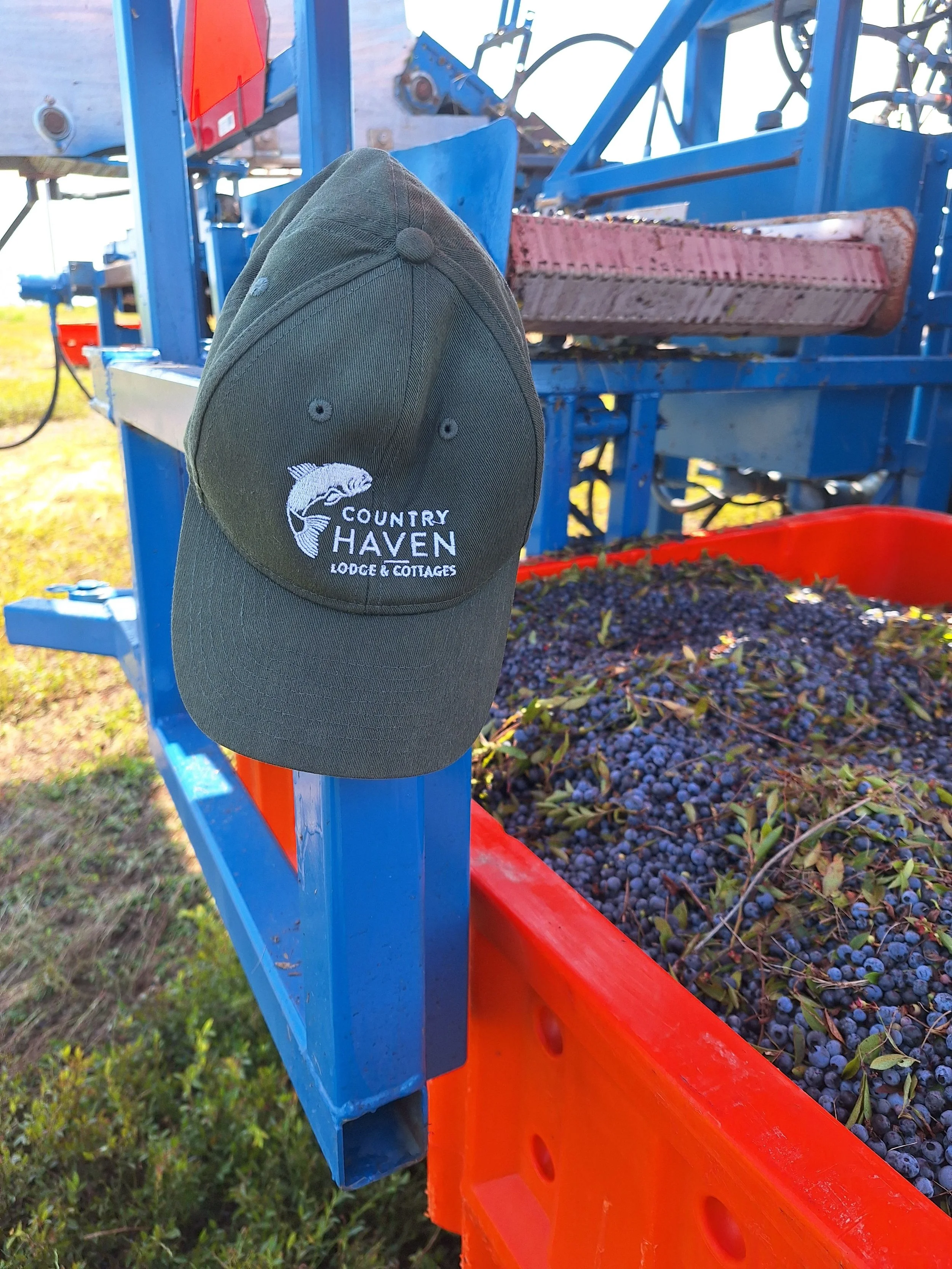 The Hat is picking Blueberries in Columbia Falls, ME (Yummy!)