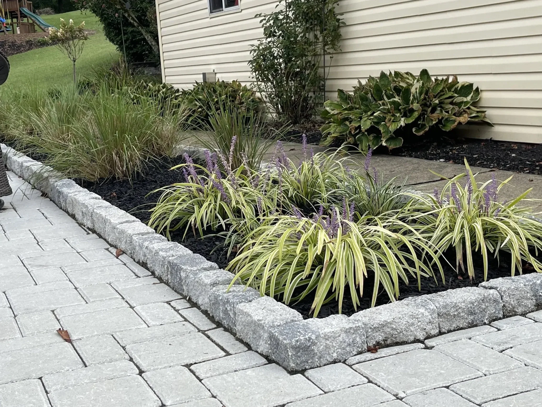 A landscaped garden bed adjacent to a paved walkway, featuring ornamental grasses, variegated hostas, and a small tree, with a white siding house in the background.