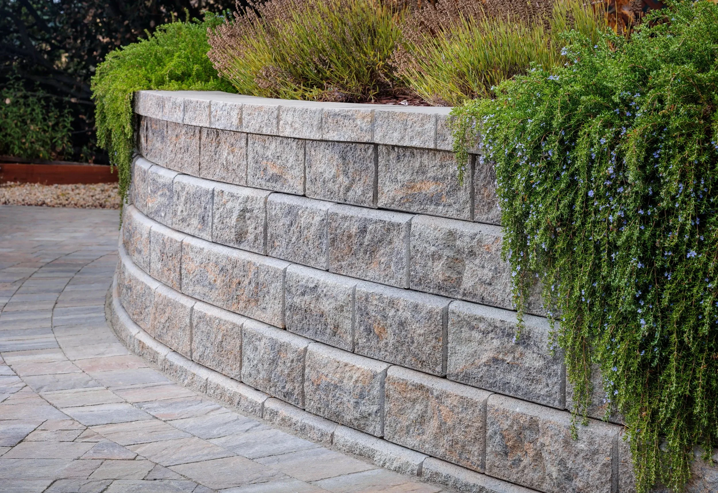 Curved stone retaining wall with green plants and small purple flowers at the top, adjacent to a paved walkway.