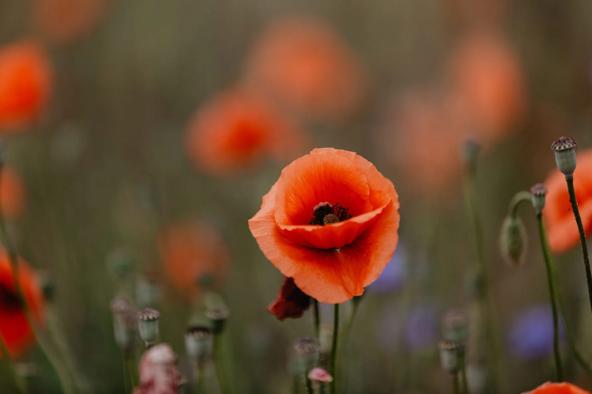 Mohnblume-Mohnfeld-Berlin-min.jpg