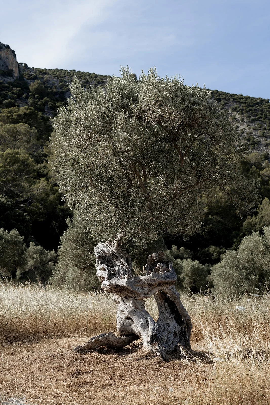hochzeit-mallorca-can-axartell-47.jpg