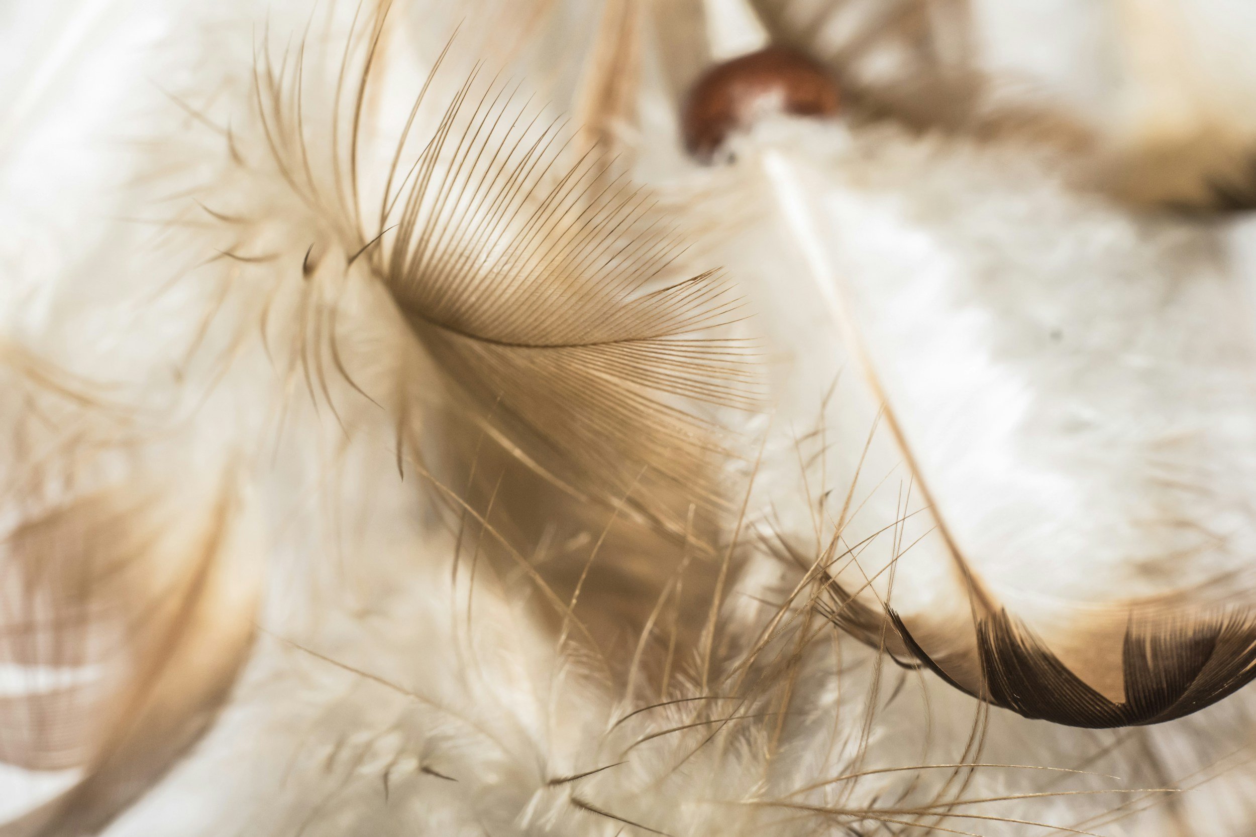 Close-up of a person's scalp with light brown curly hair, showing hair follicles and roots.