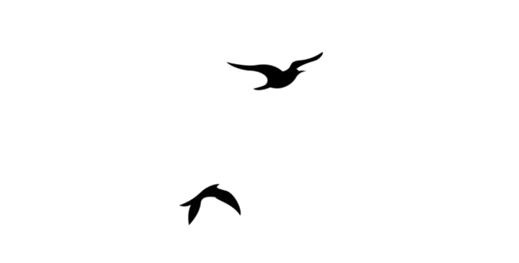 Silhouette image of a bird flying above a swimming dolphin, both in a black and white contrast.