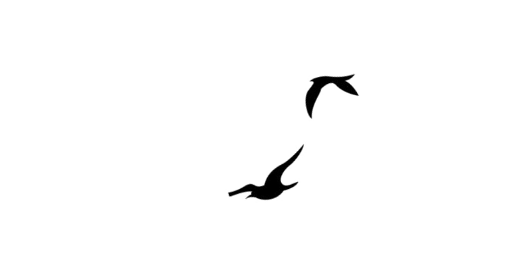 Three fish swimming in different directions against a black background.