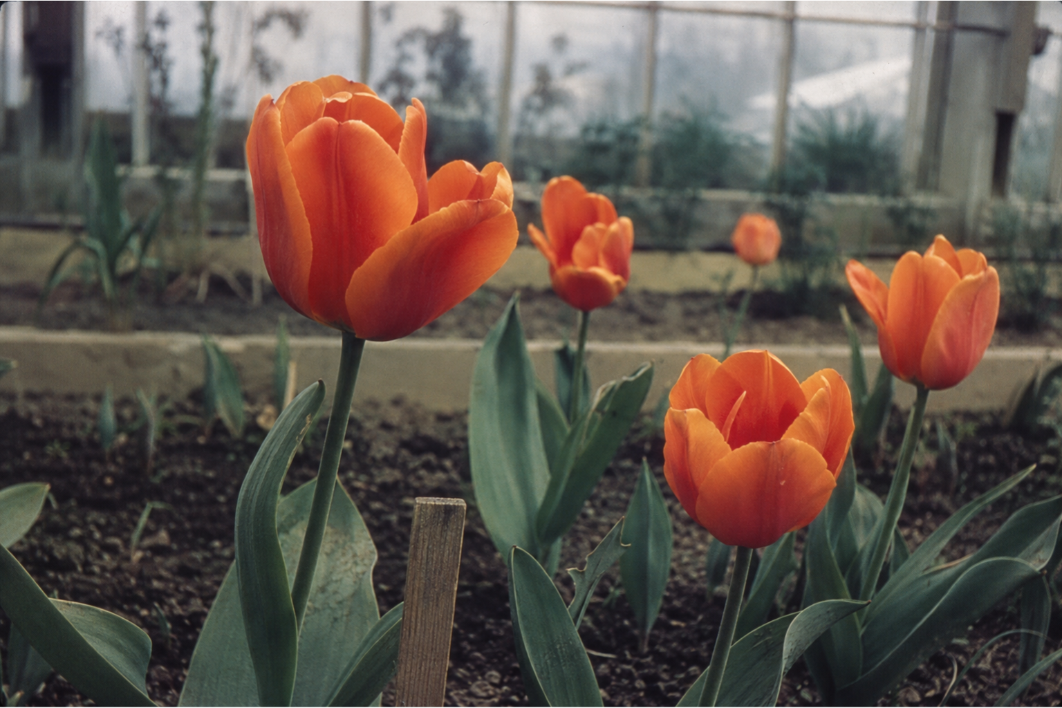Orange Wonder tulips growing in a municipal greenhouse in the late 1940s.
