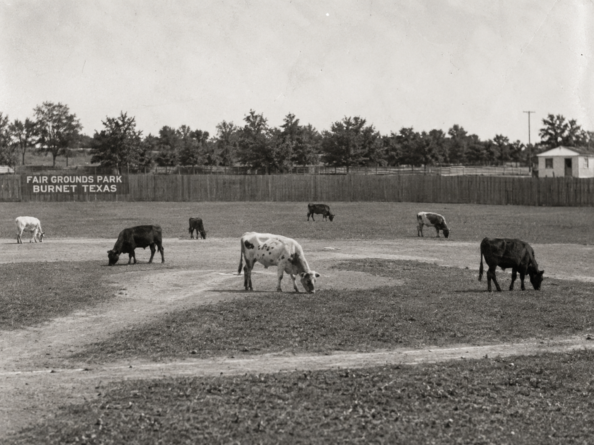 Black-and-white 1940s photograph of cattle grazing across the infield at Fair Grounds Park, with the outfield fence and Burnet park signage in the background.